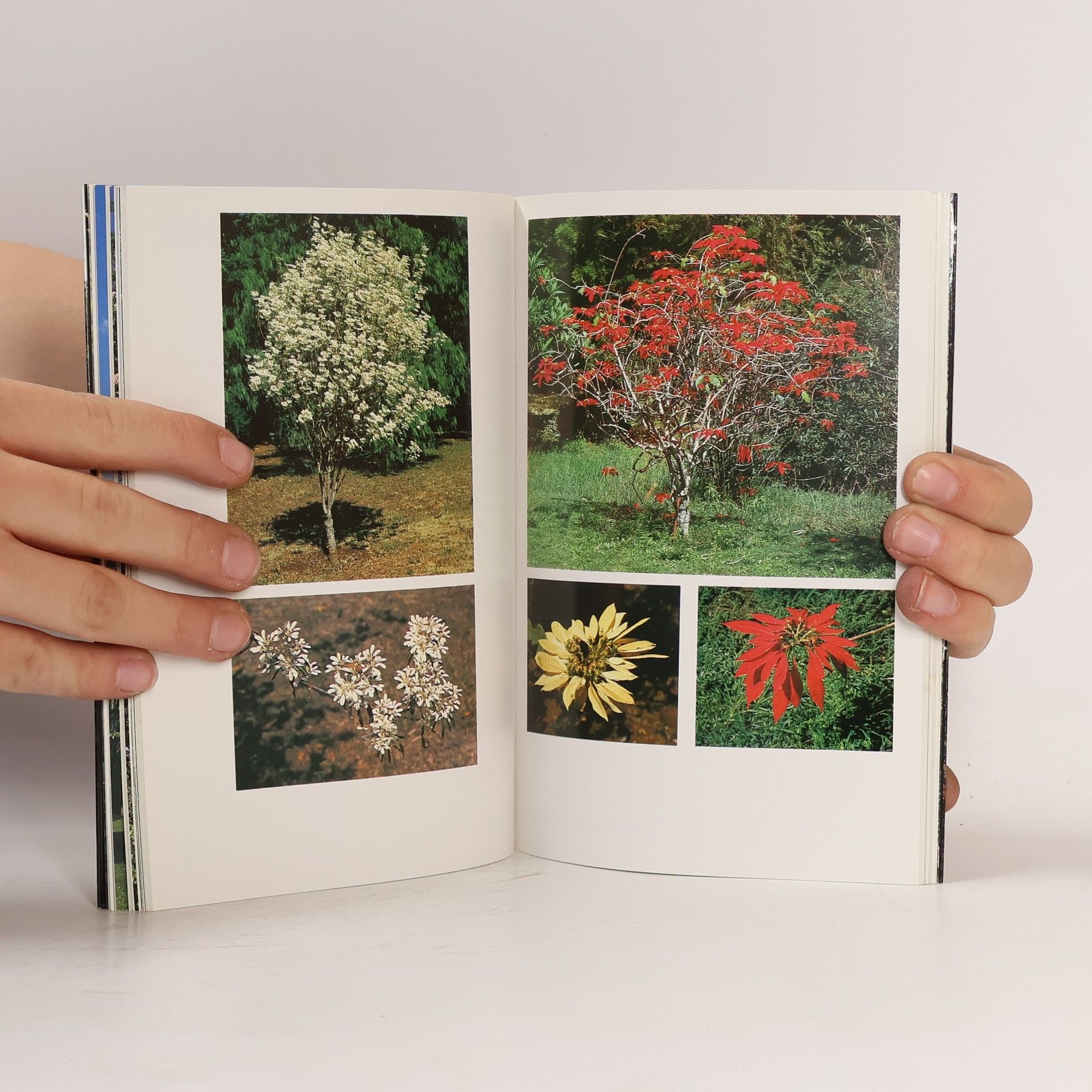 John Karmali The Beautiful Plants of Kenya