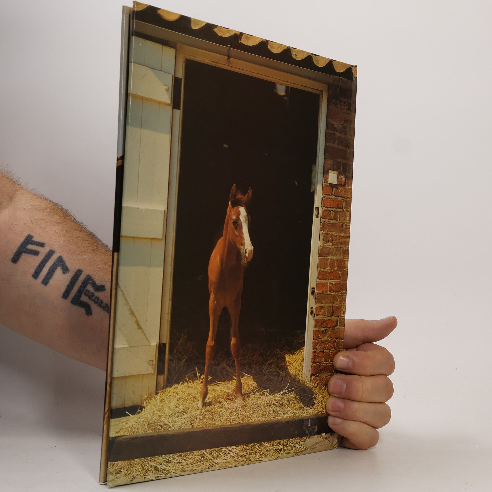 Angela Sayer Everyone's Book of Horses