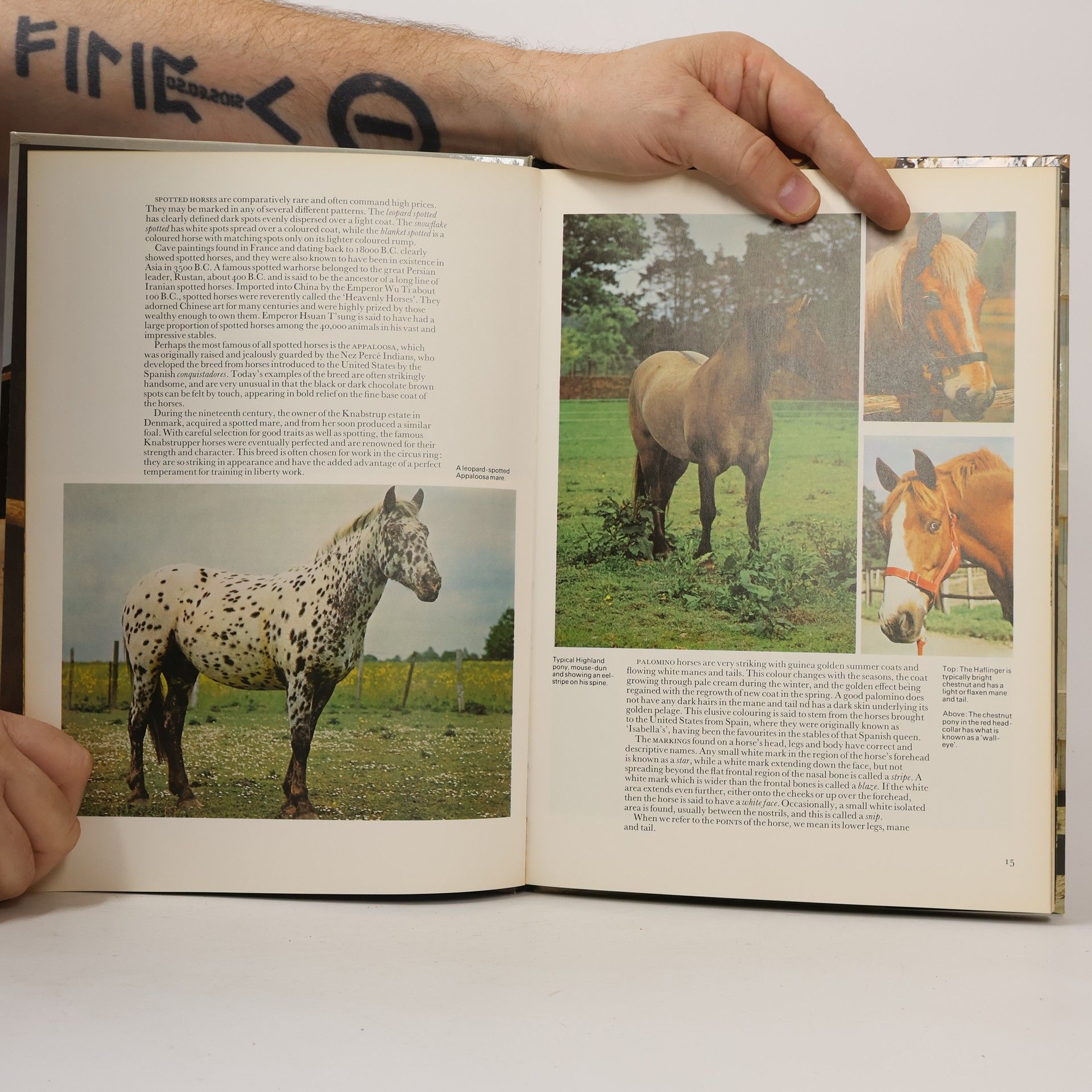 Angela Sayer Everyone's Book of Horses