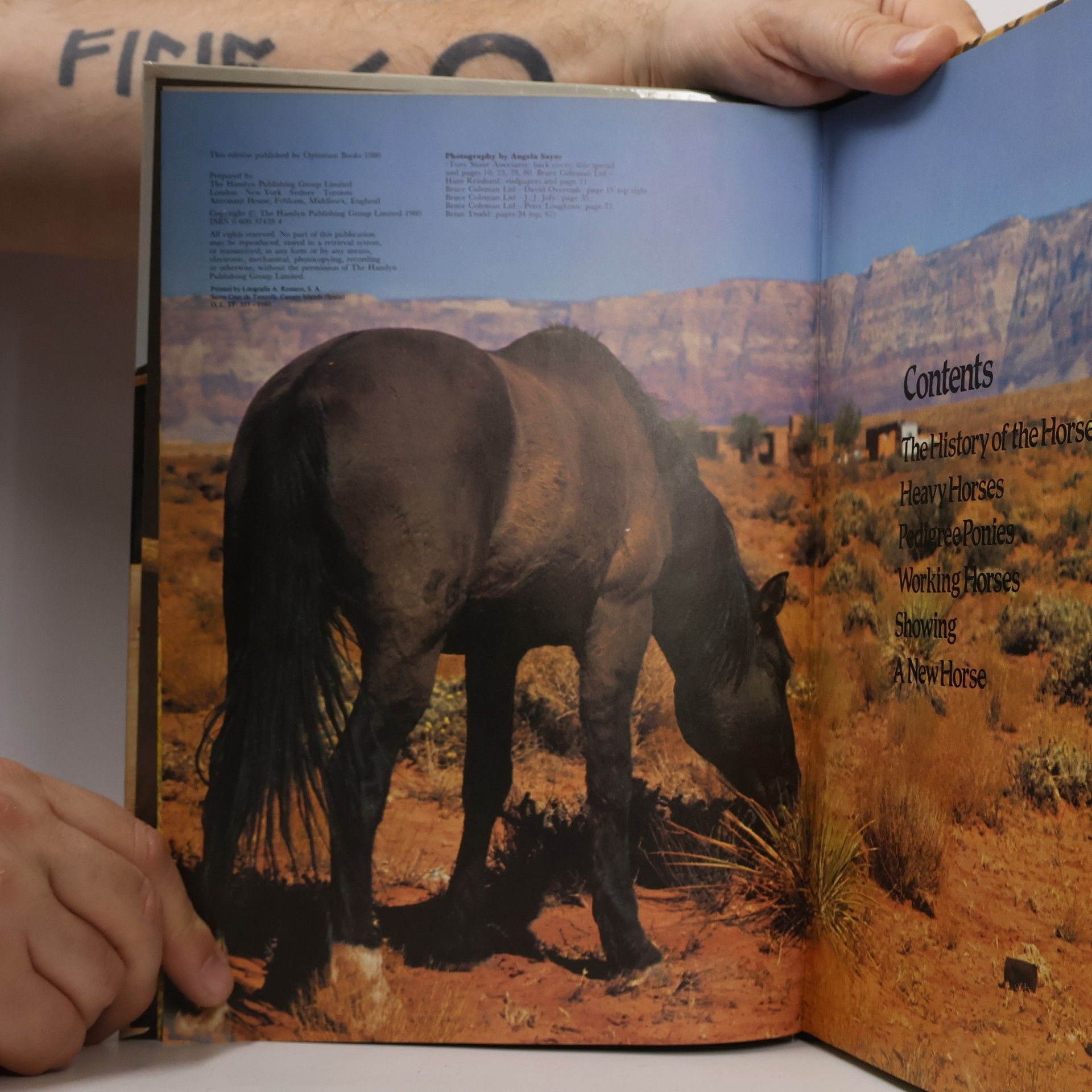 Angela Sayer Everyone's Book of Horses