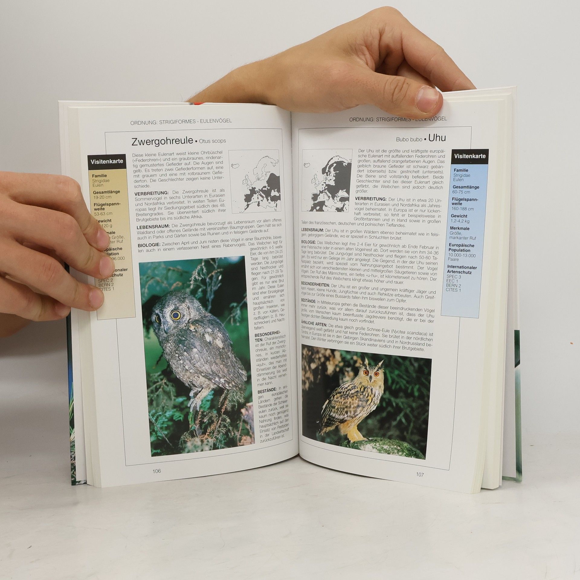 Pierandrea Brichetti Vögel in Garten, Park und freier Natur