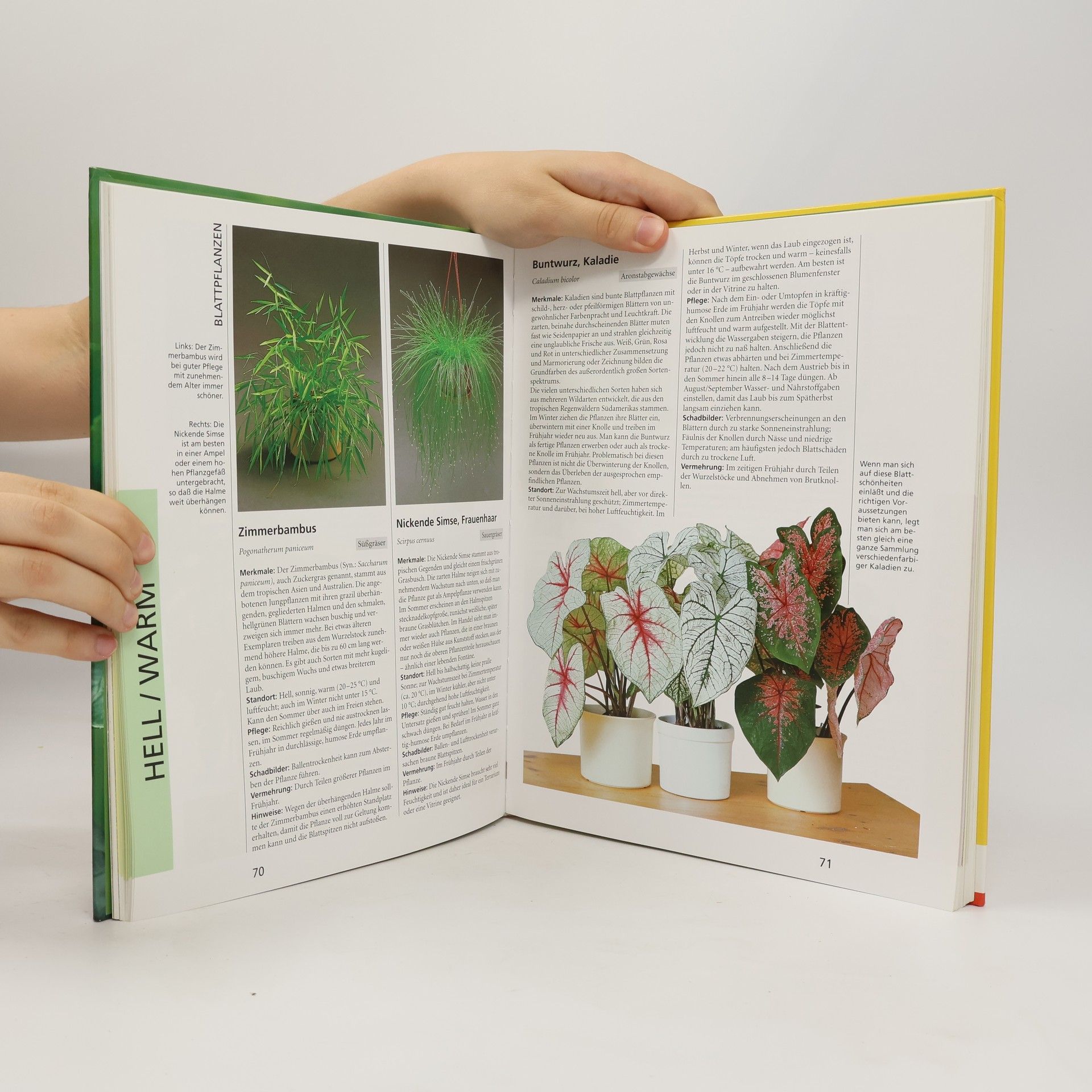 Herta Simon Das neue BLV-Zimmerpflanzen-Buch