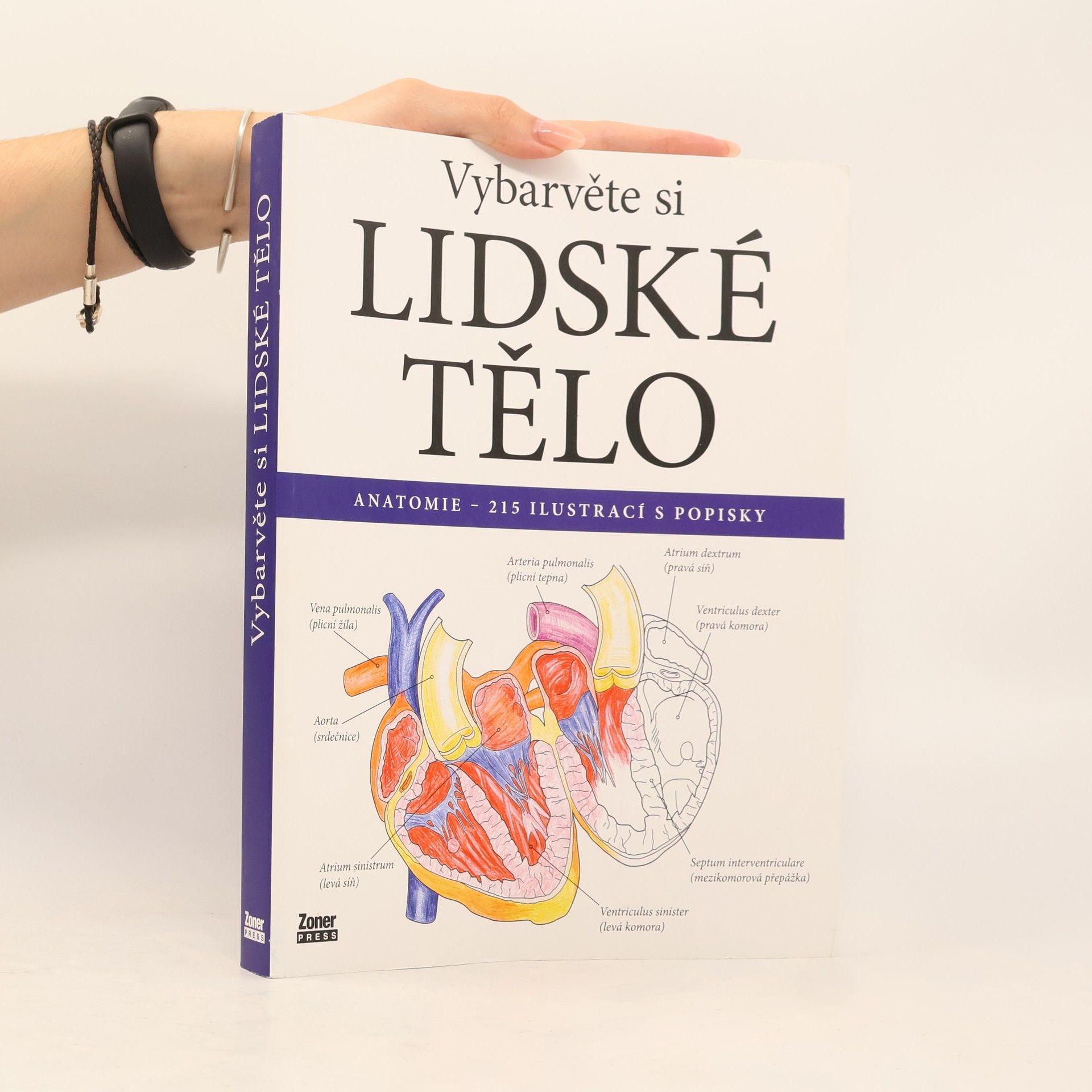 Evelína Kovácsová Vybarvěte si lidské tělo : anatomie - 215 ilustrací s popisky