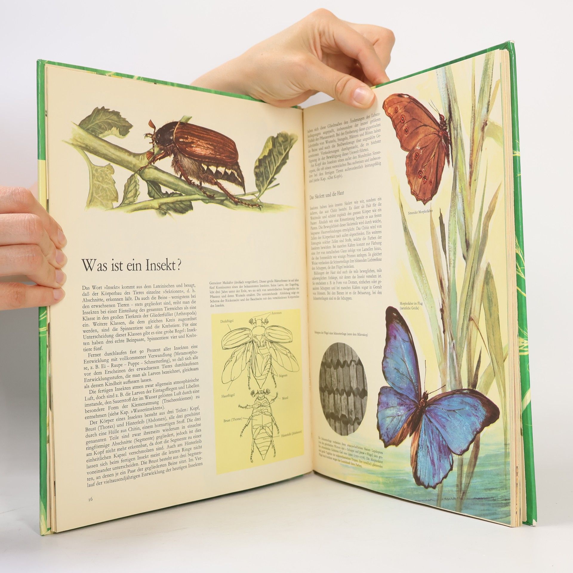 AA.VV. Das Reich der Insekten