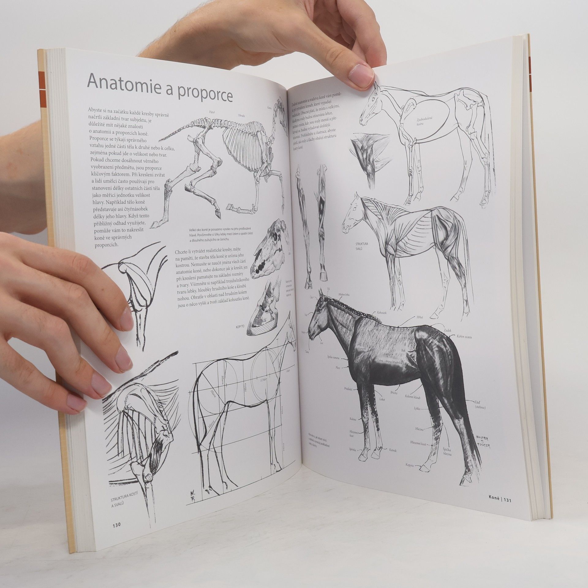 Autorenkollektiv Naučte se kreslit - Kreslení zvířat