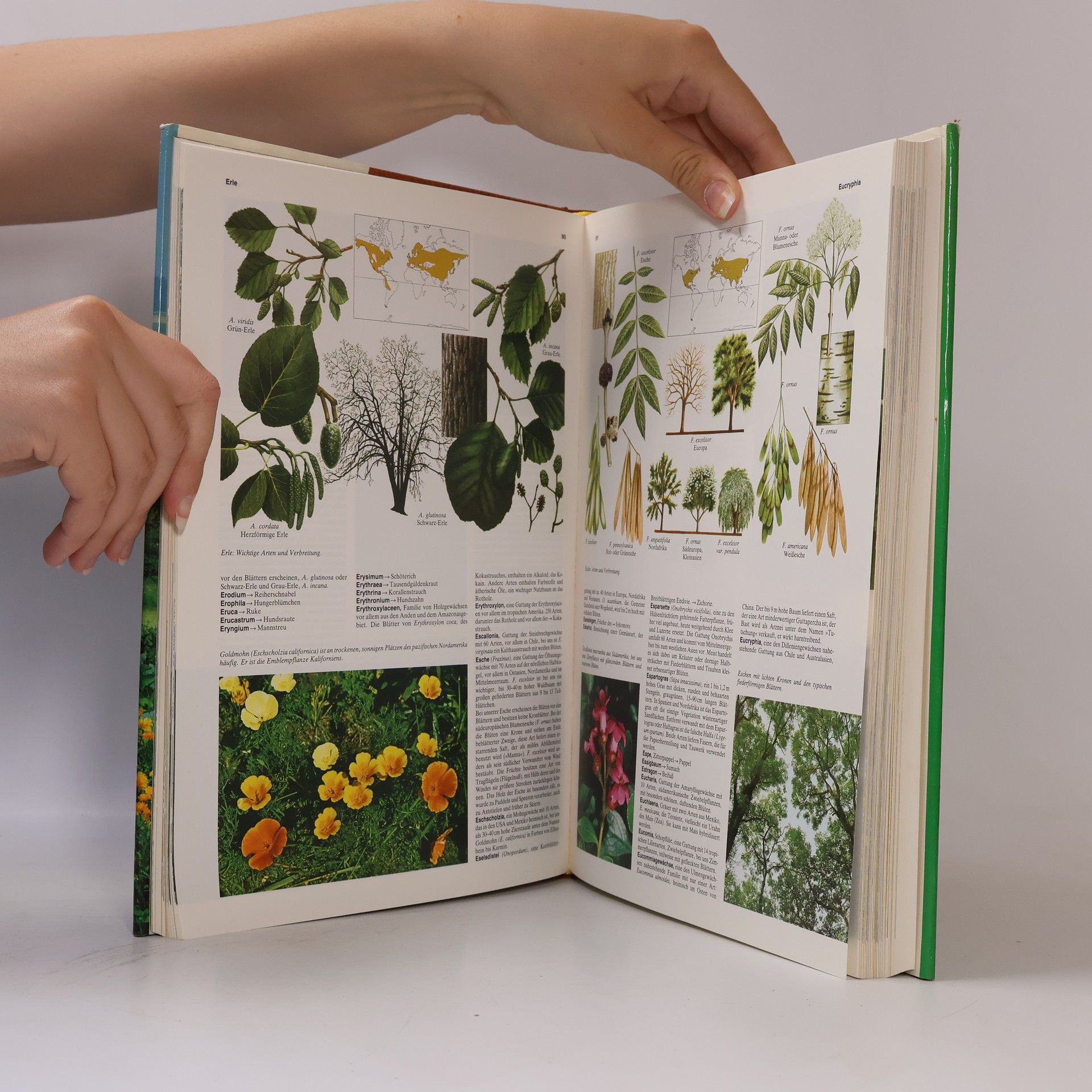 Autorenkollektiv Großes farbiges Naturlexikon. Pflanzen von A-Z