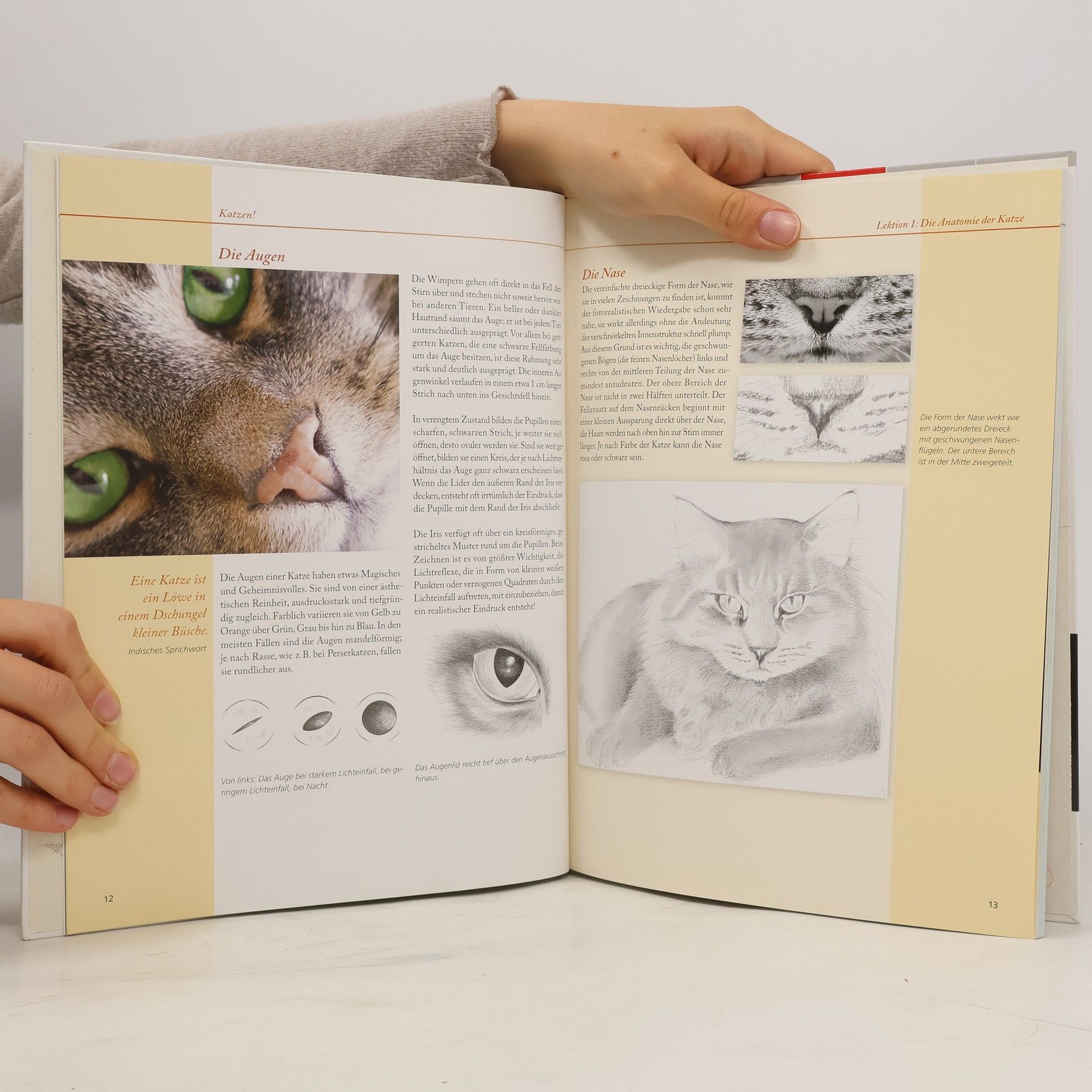 Anja Dahl Workshop Zeichnen - Katzen!