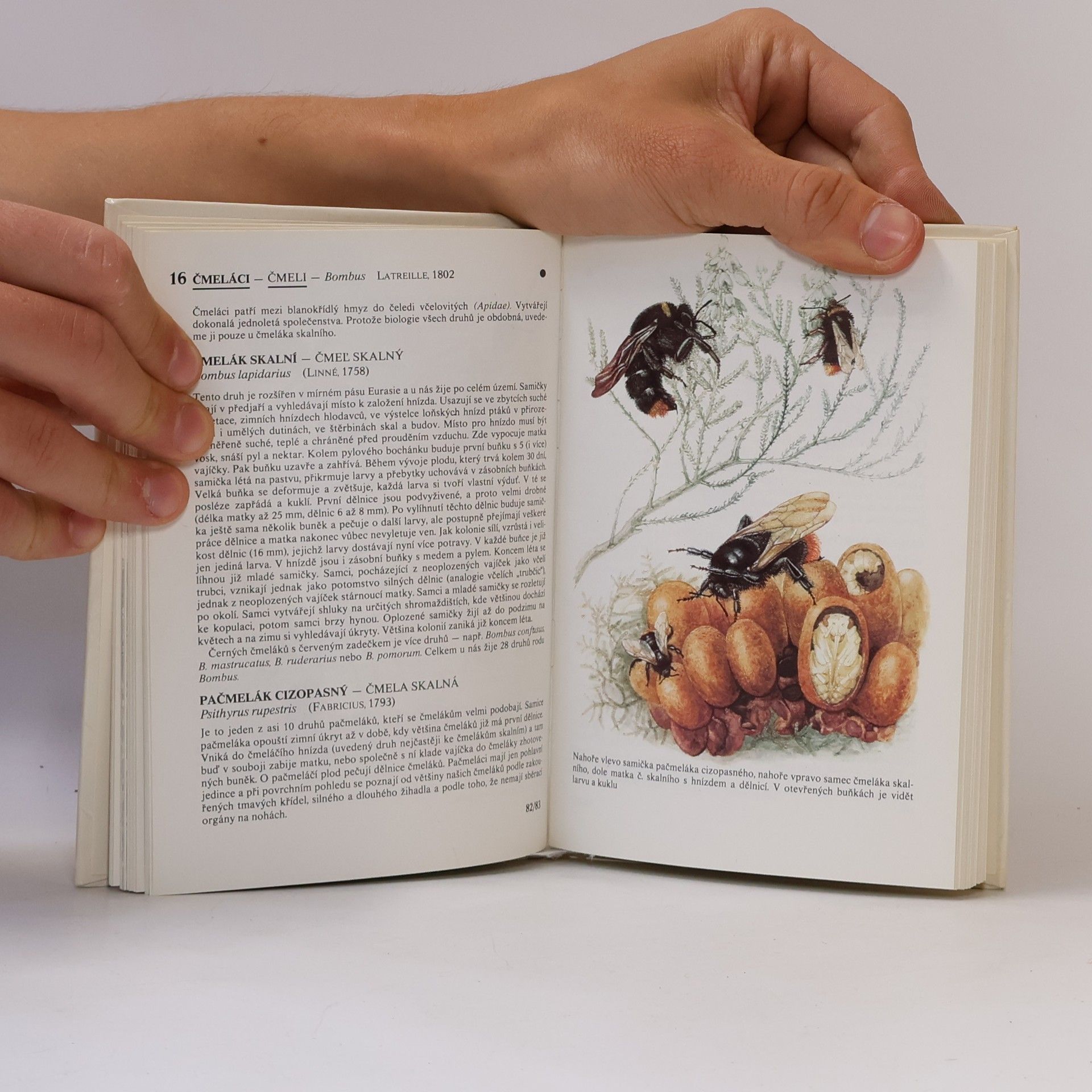Various authors Kapesní atlas chráněných a ohrožených živočichů 1