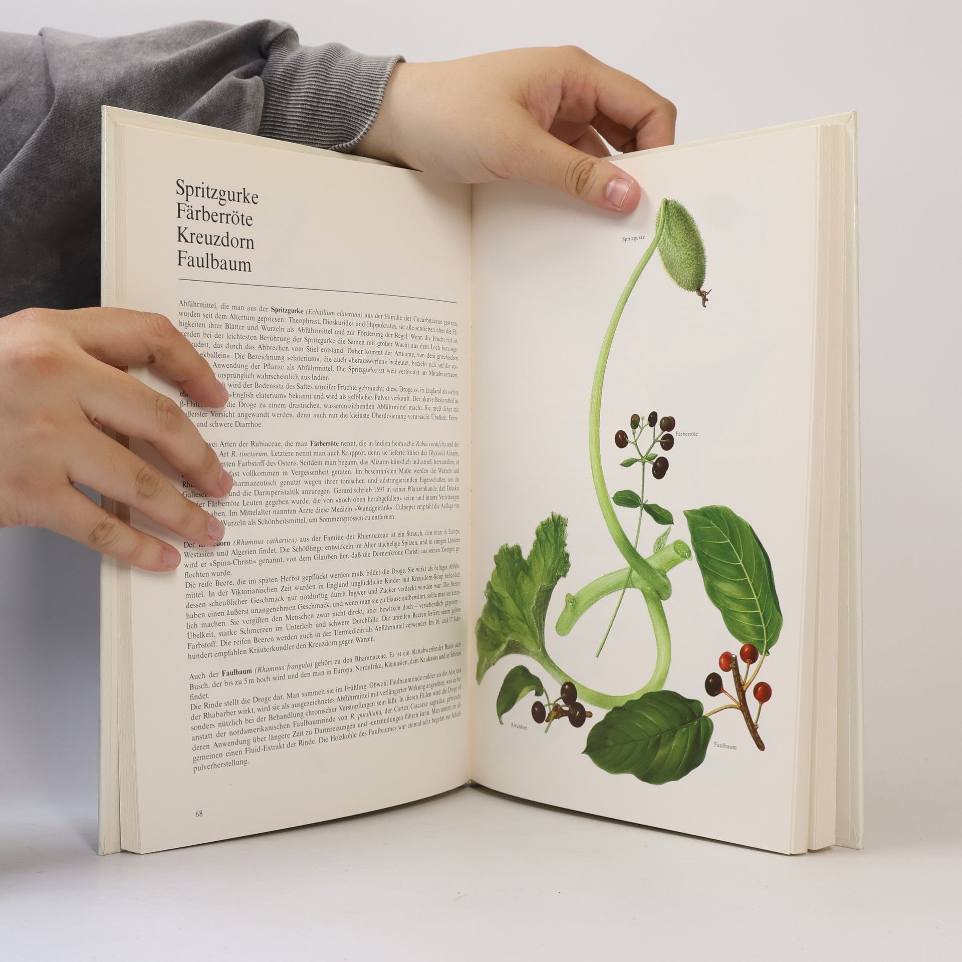 Francesco Bianchini Der grosse BLV-Heilpflanzenatlas