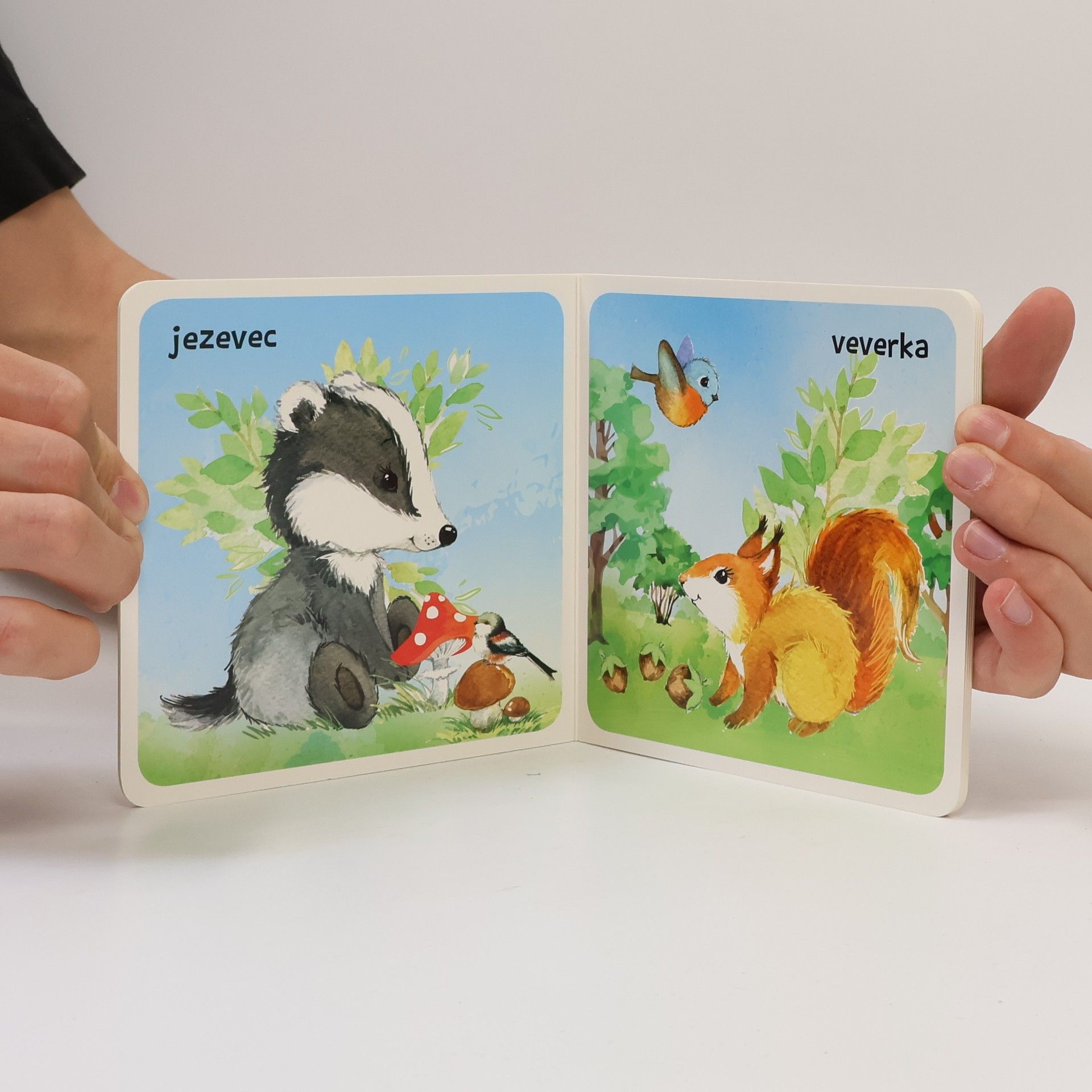 Autorenkollektiv Obrázky z lesa