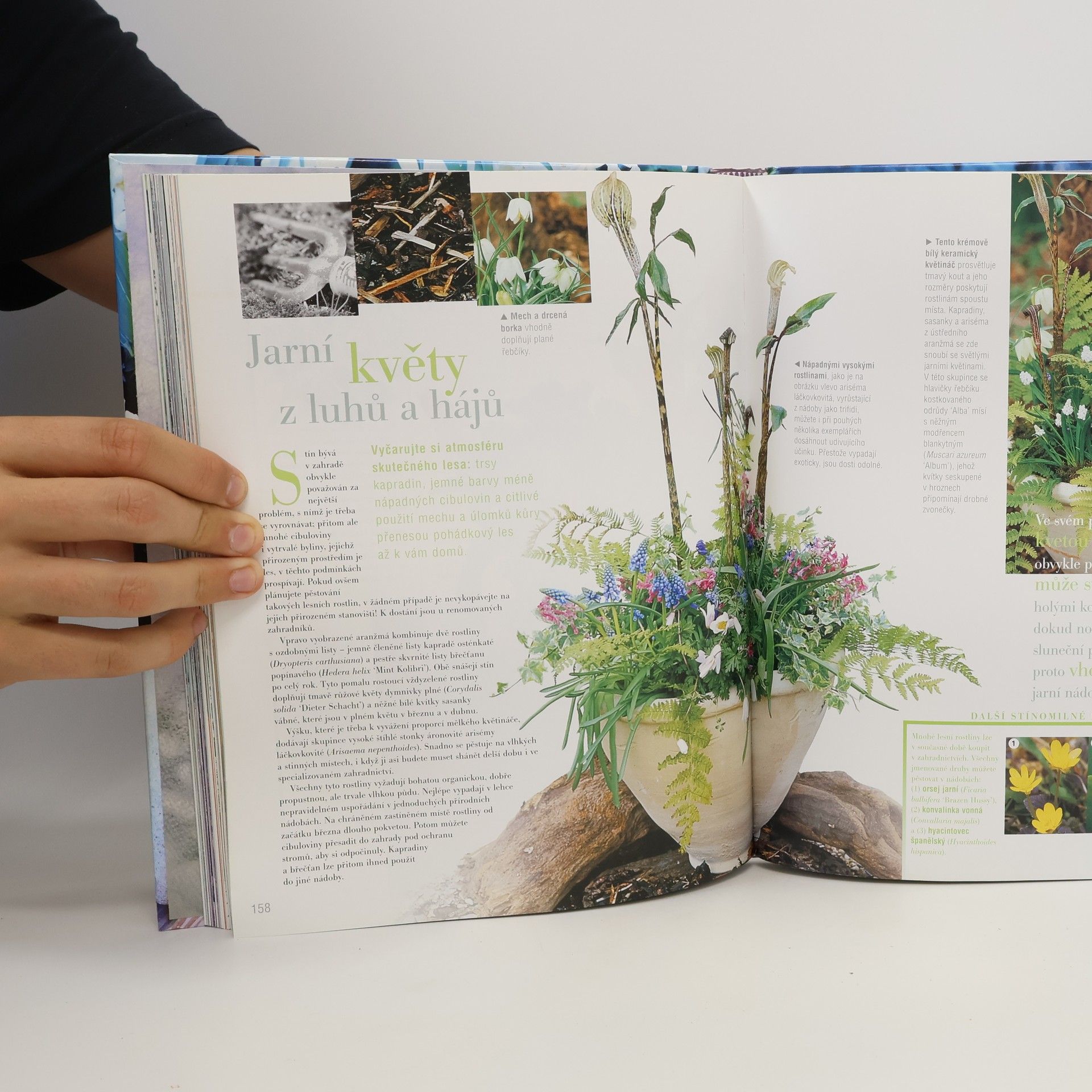 Autorenkollektiv Zahrada v kořenáčích po celý rok