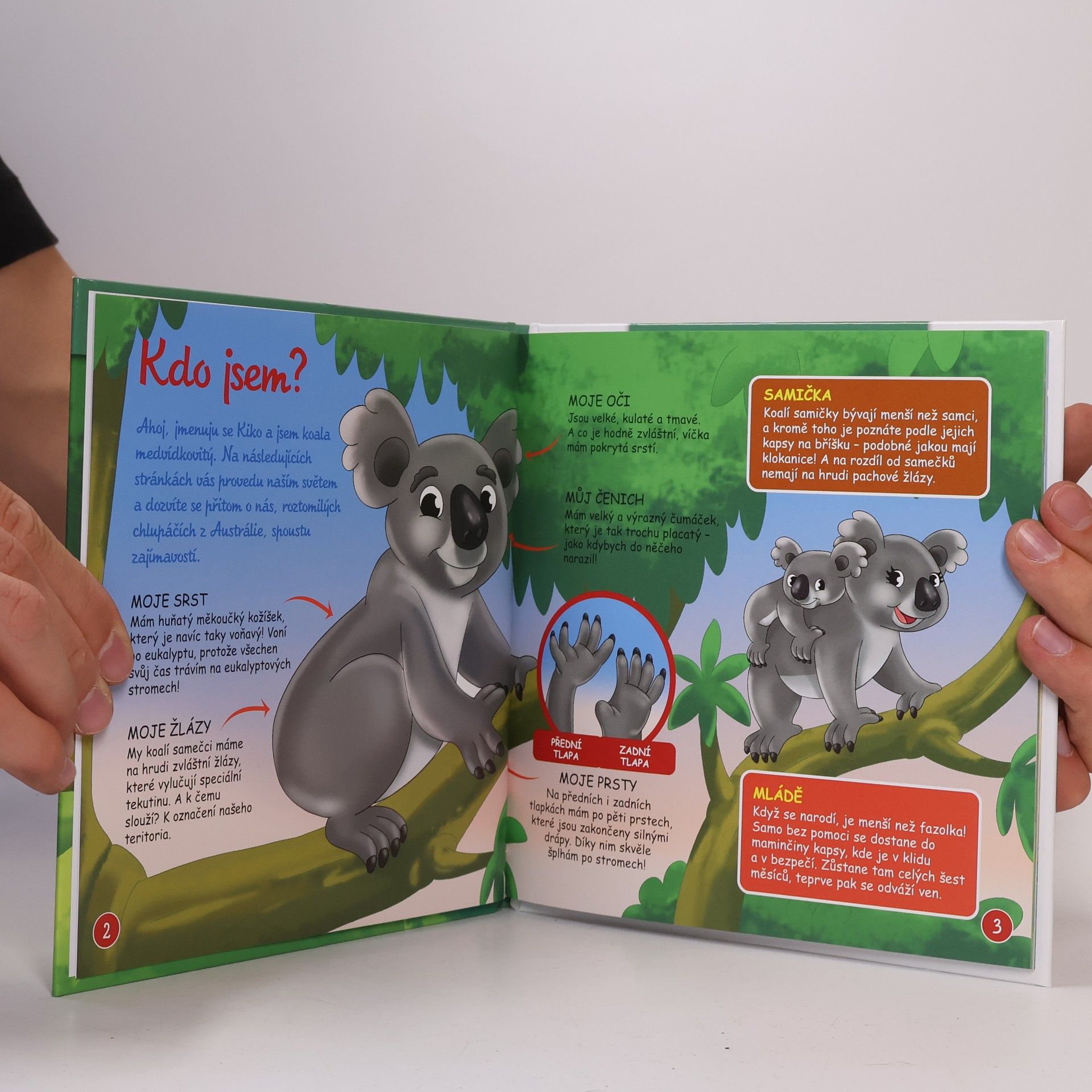 Autores varios Bydlím v lese 31. Koala