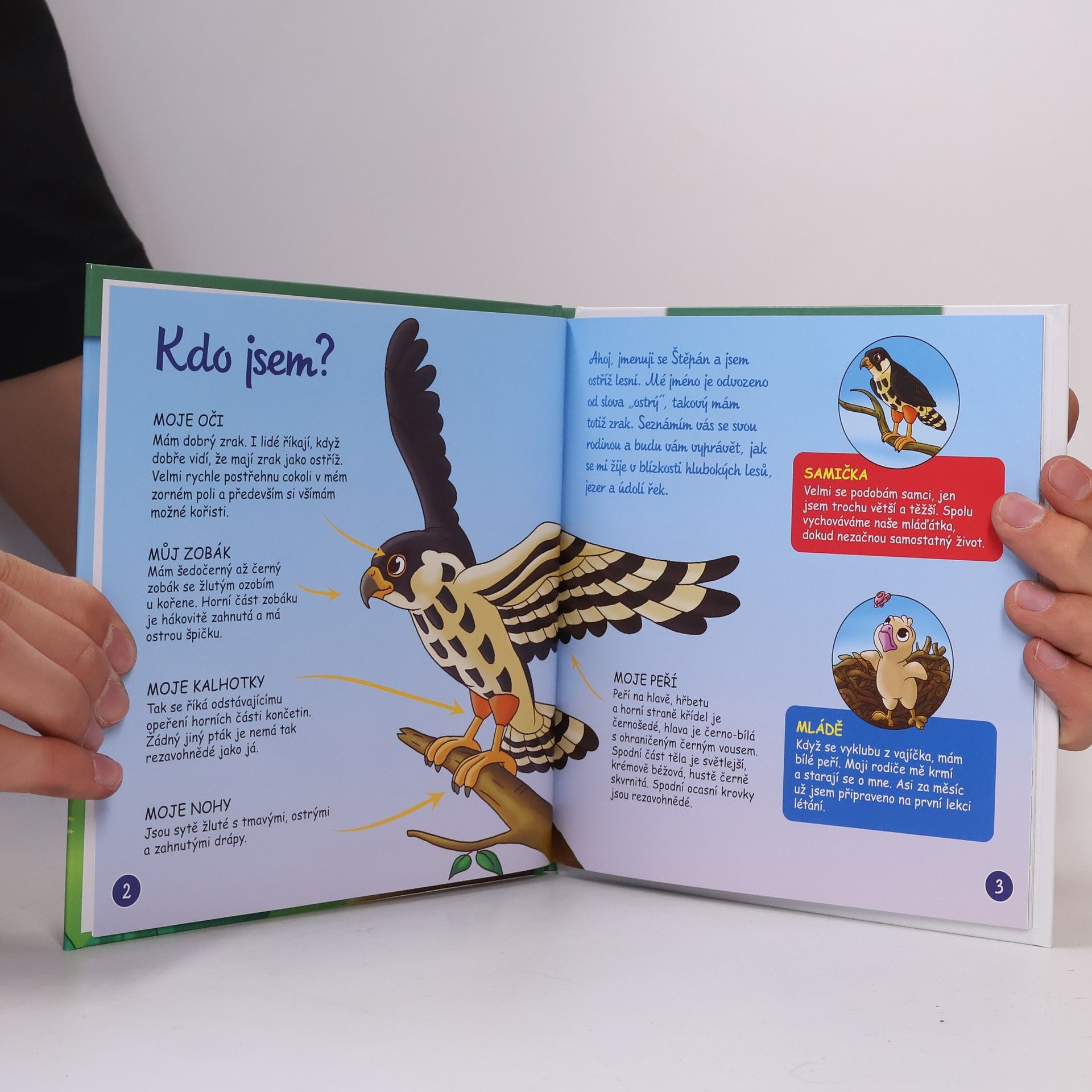 Autorenkollektiv Bydlim v lese 68. Ostříž lesní