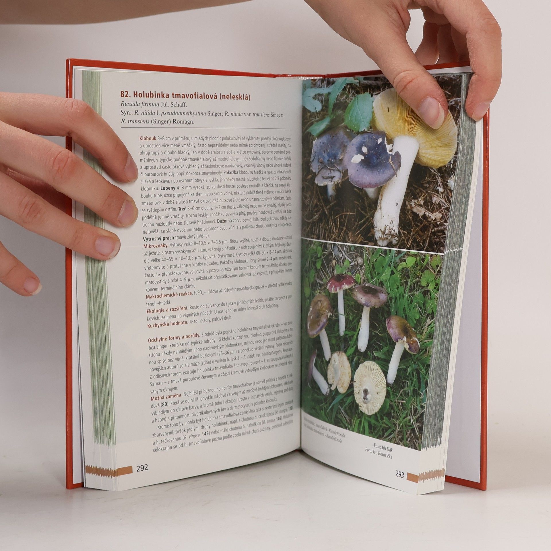 Radomír Socha Holubinky = (Russula)