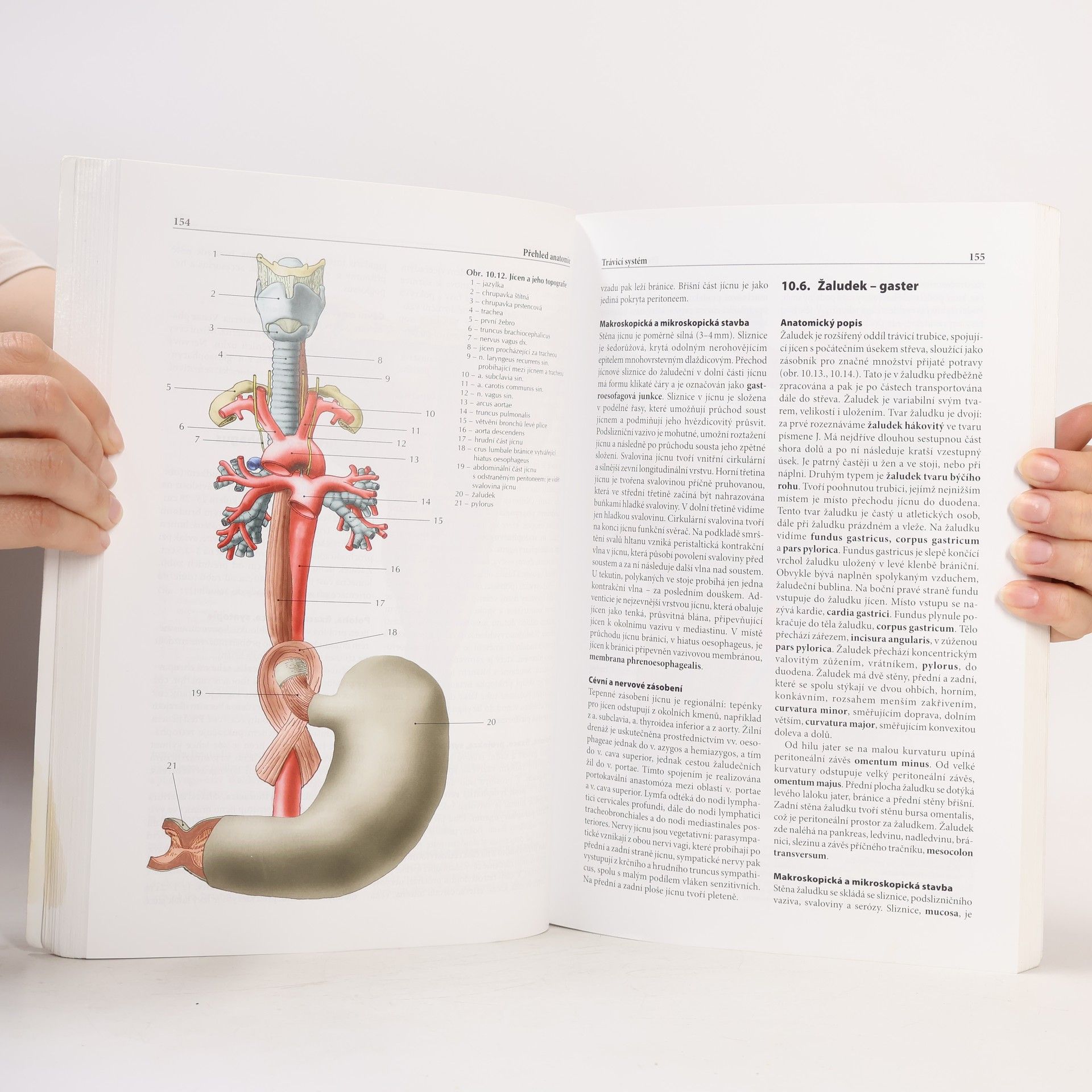 Ondřej Naňka Přehled anatomie
