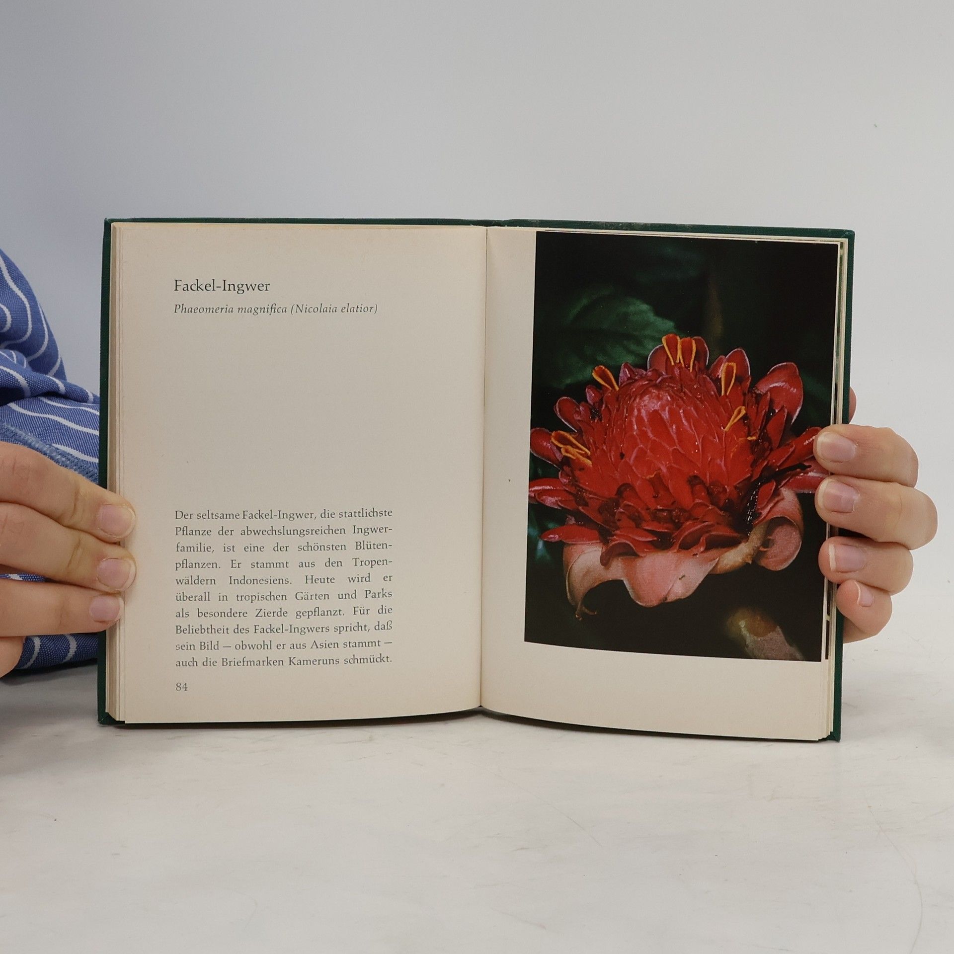 Helmut Bechtel Blumen südlicher Gärten