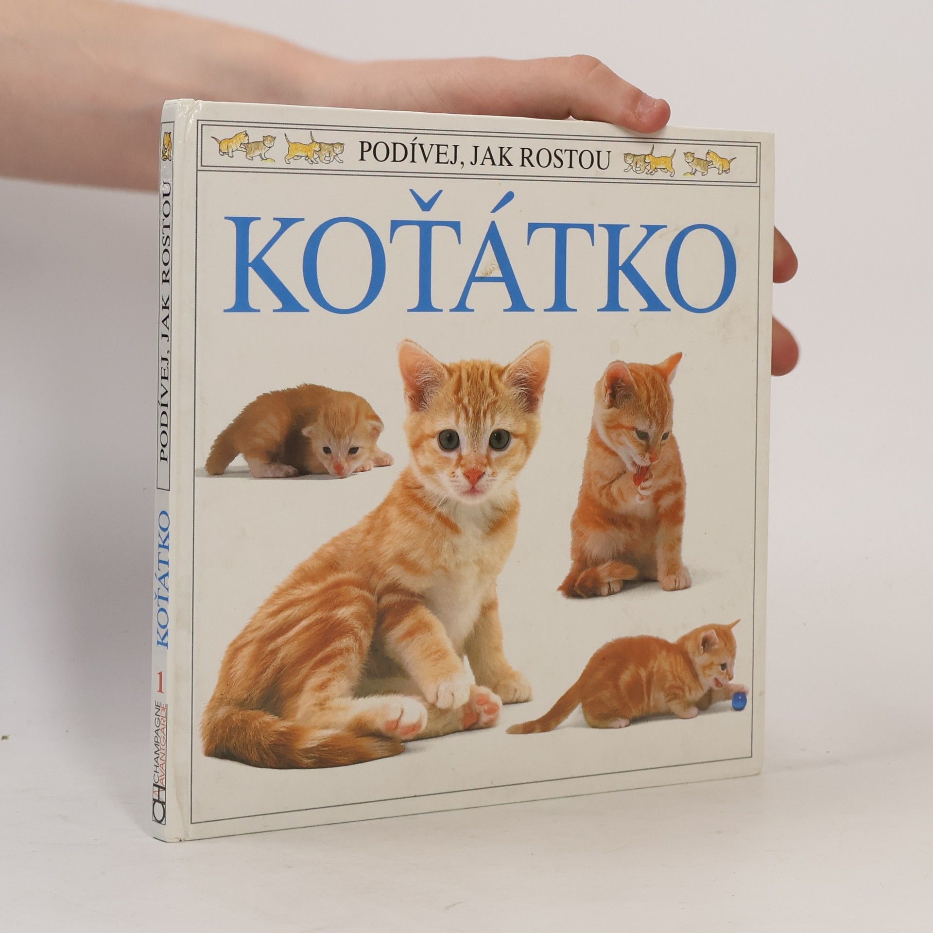 Koťátko