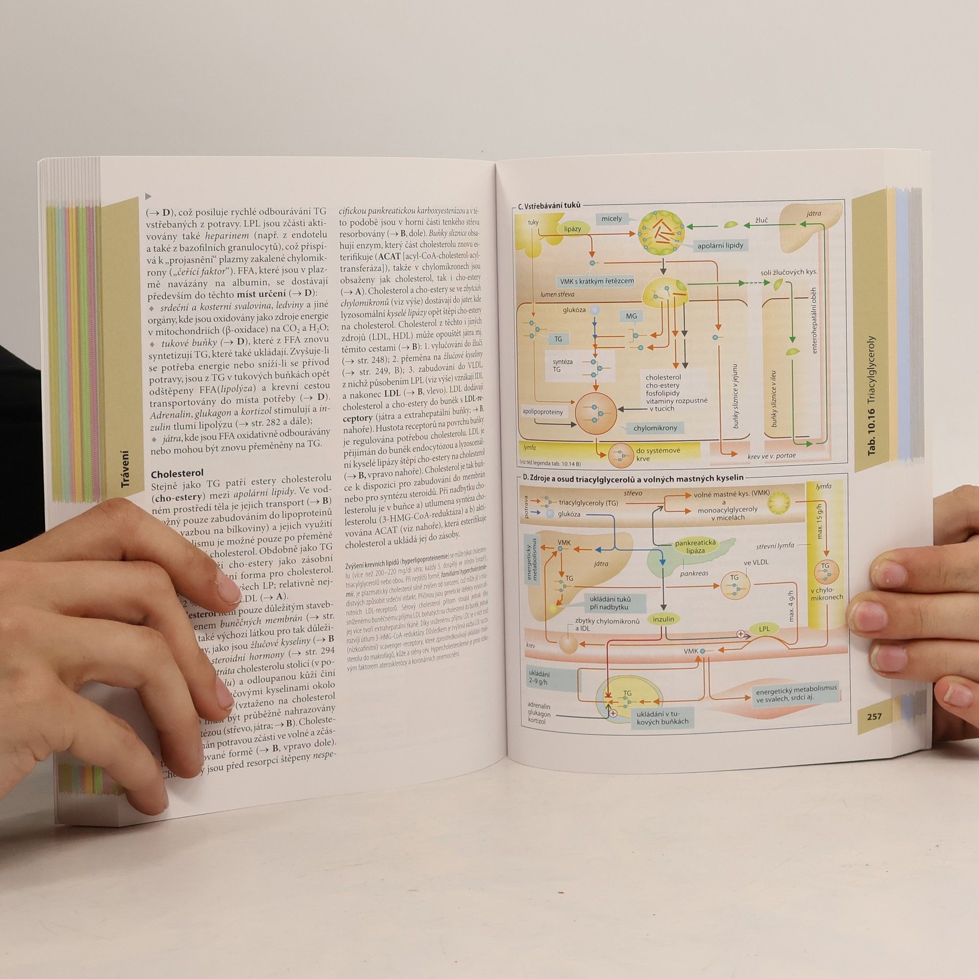 Stefan Silbernagl Atlas fyziologie člověka