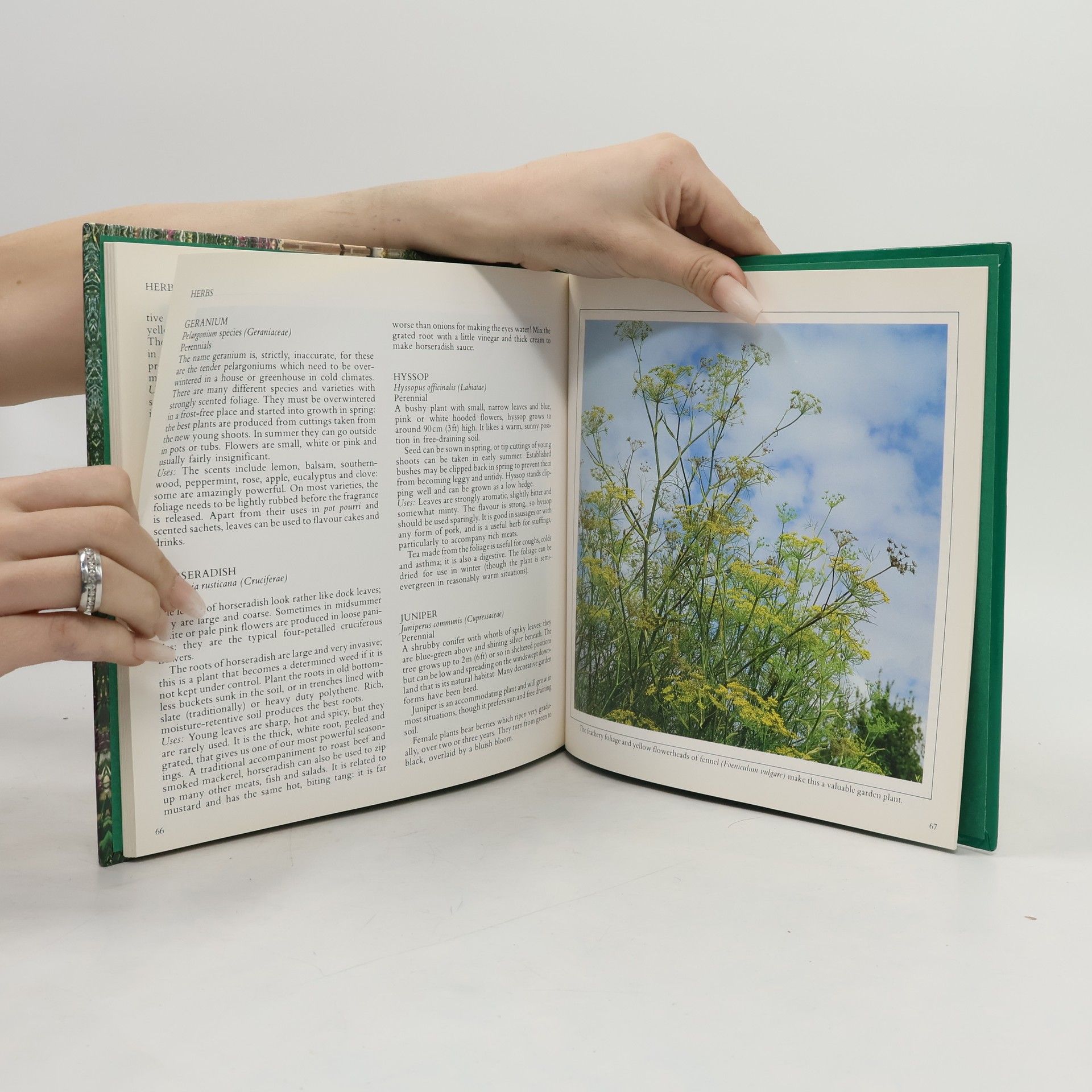 Jane Courtier Herbs