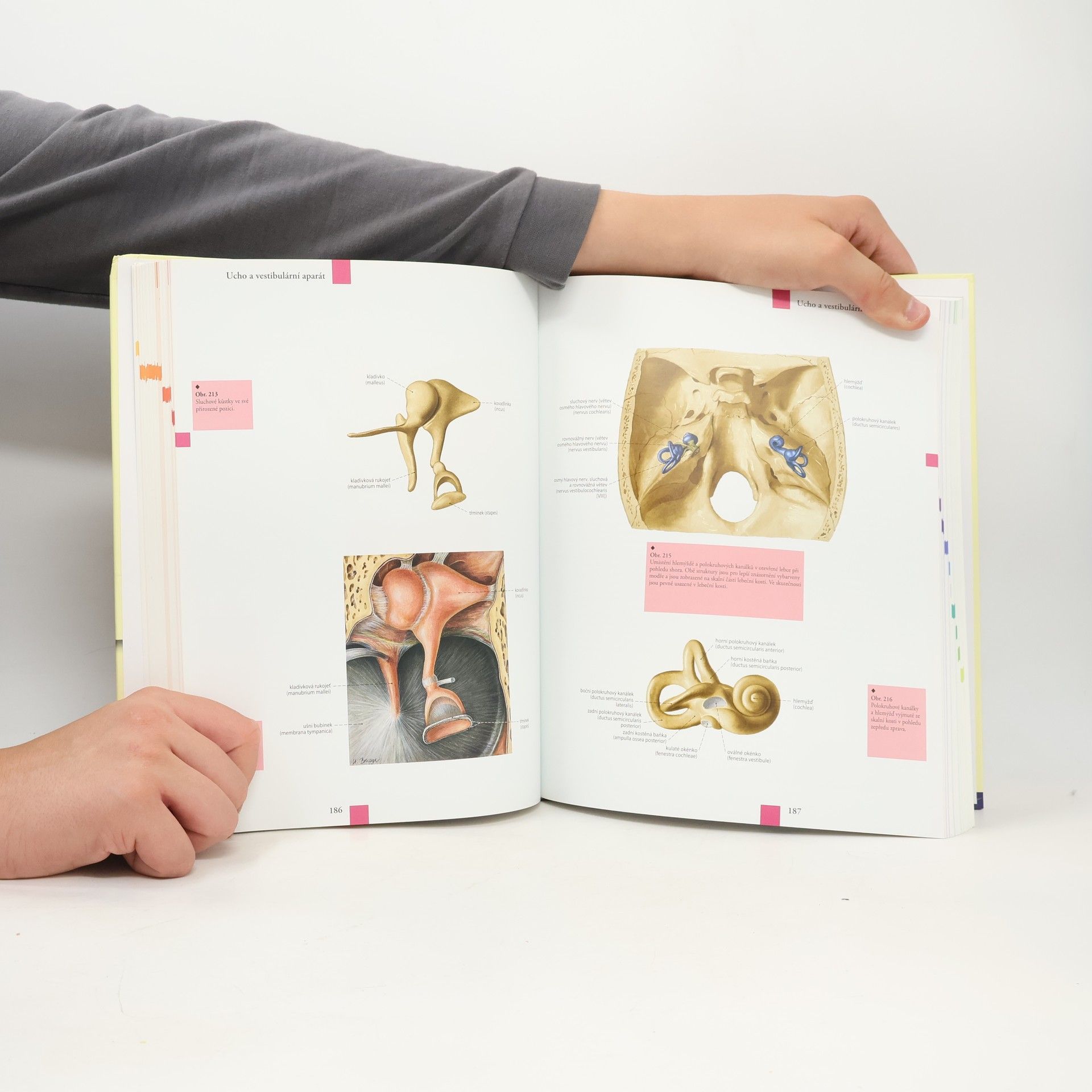 Kolektív autorov Anatomický atlas