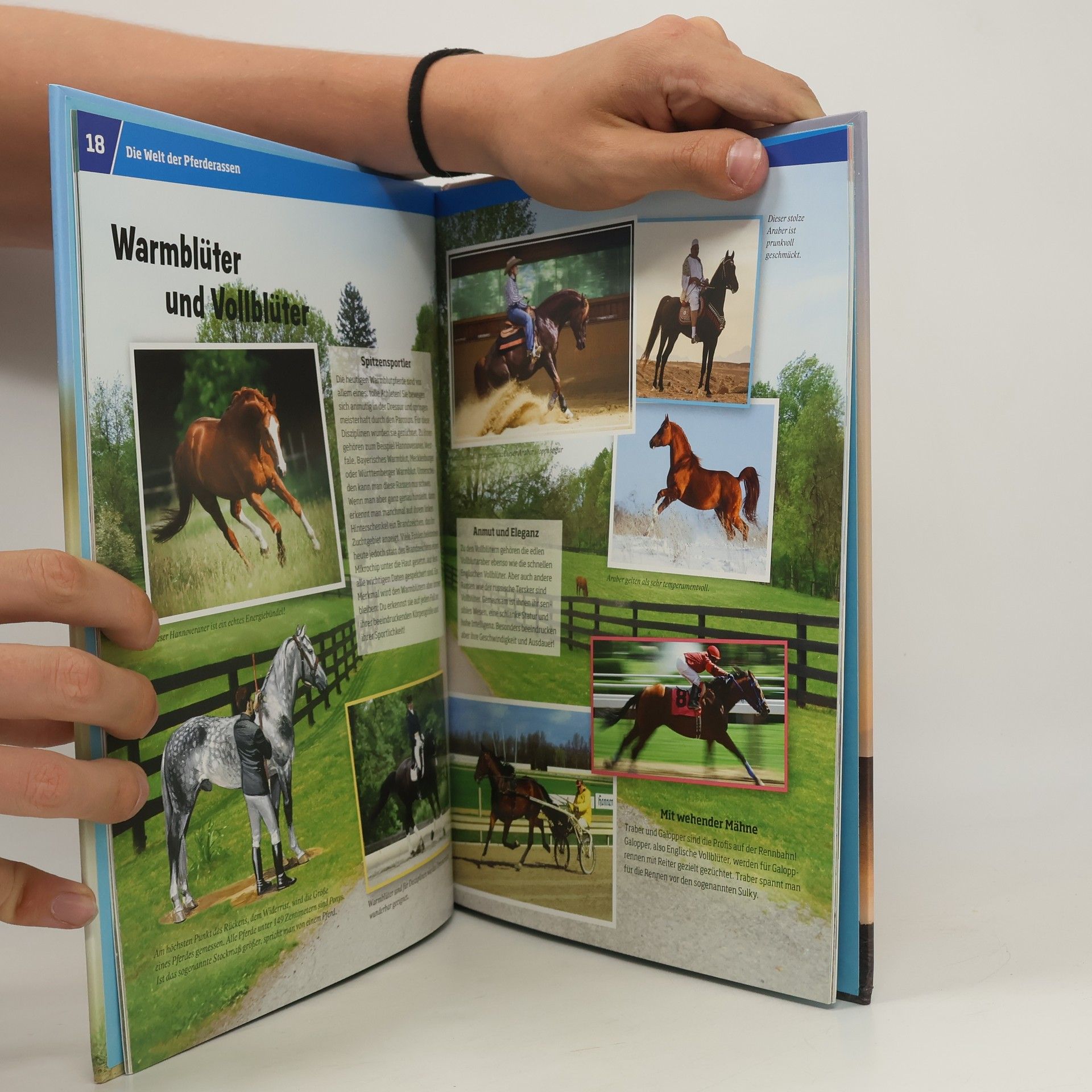 Silke Behling Pferde. Von frechen Fohlen und wilden Mustangs.