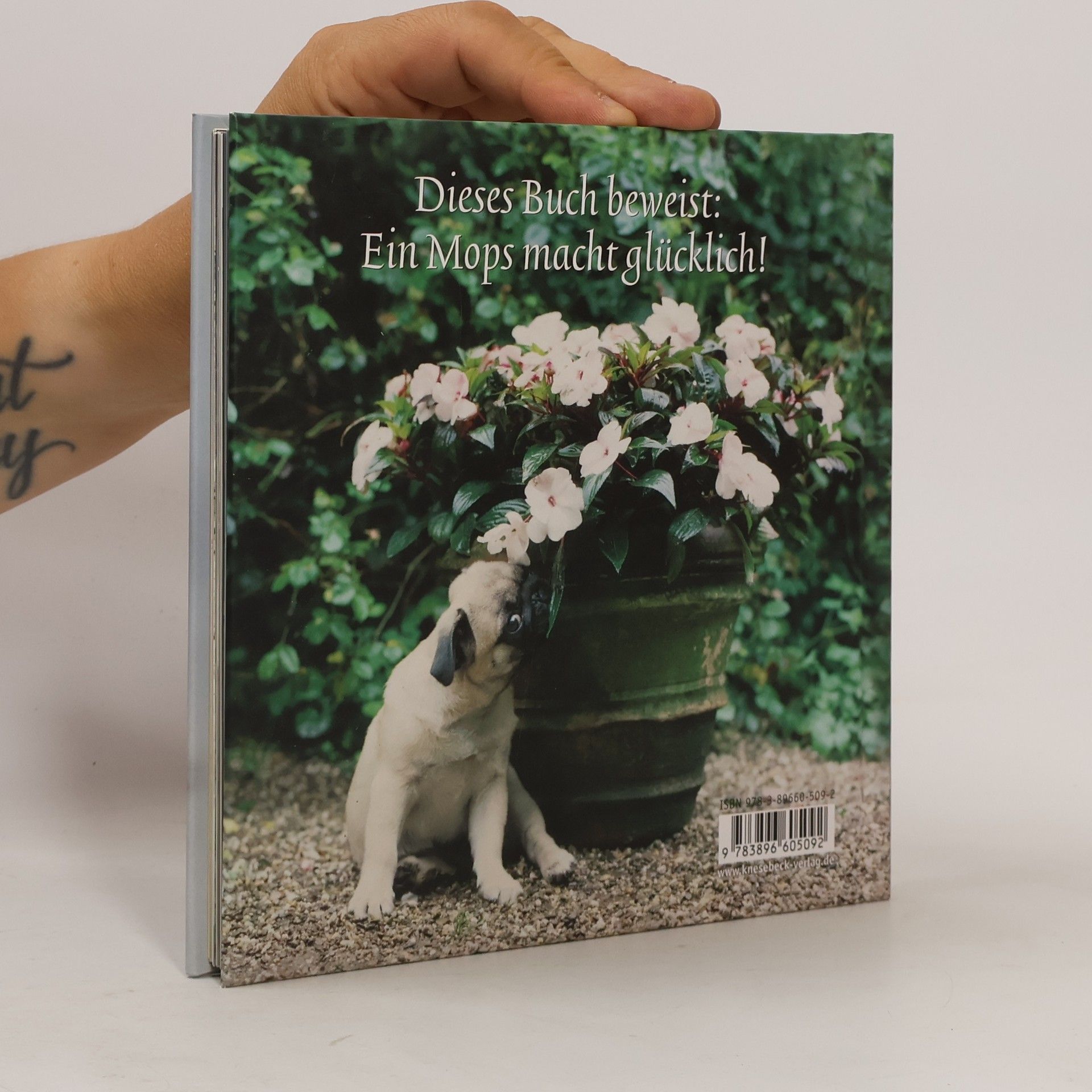 Enver Hirsch Der kleine Mops