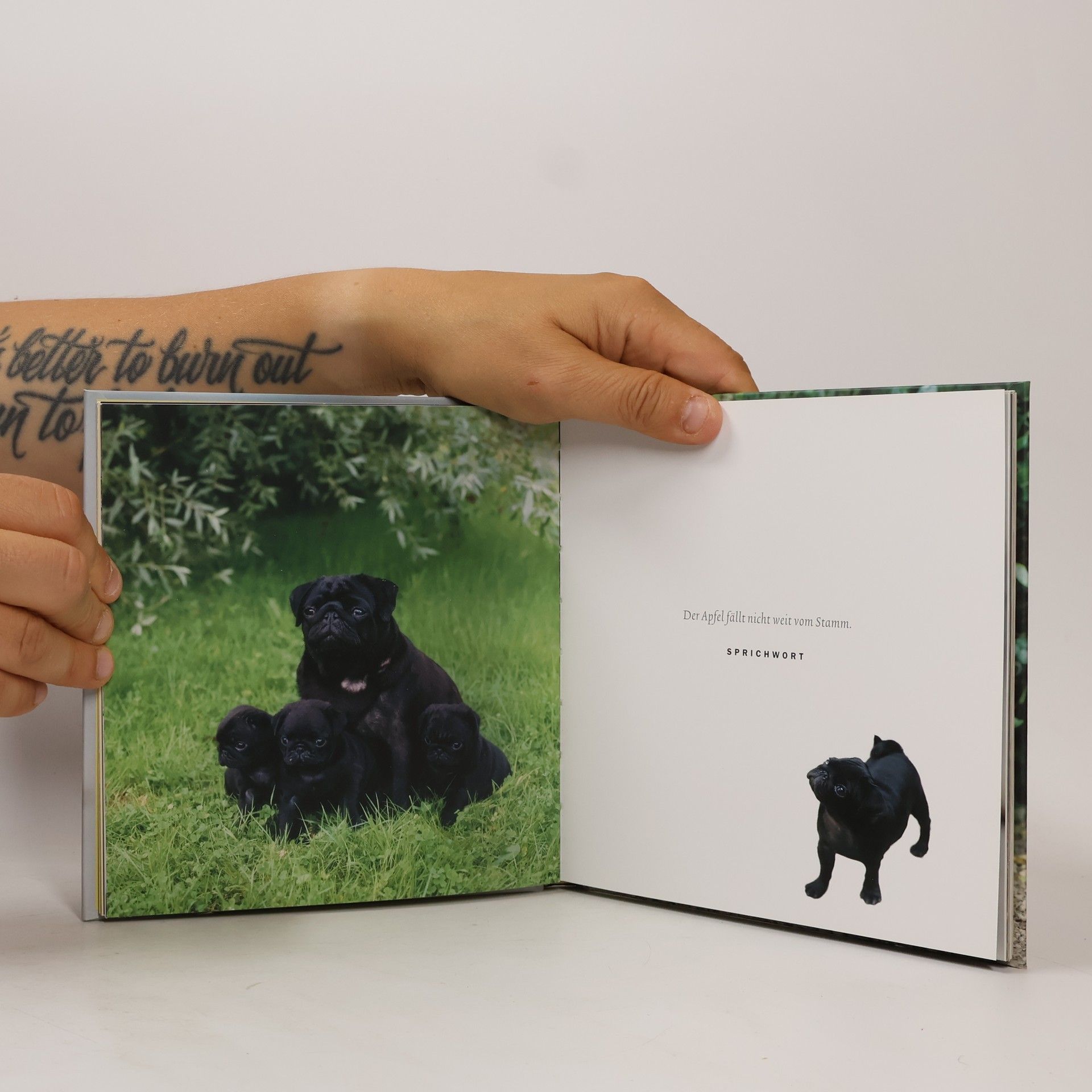 Enver Hirsch Der kleine Mops