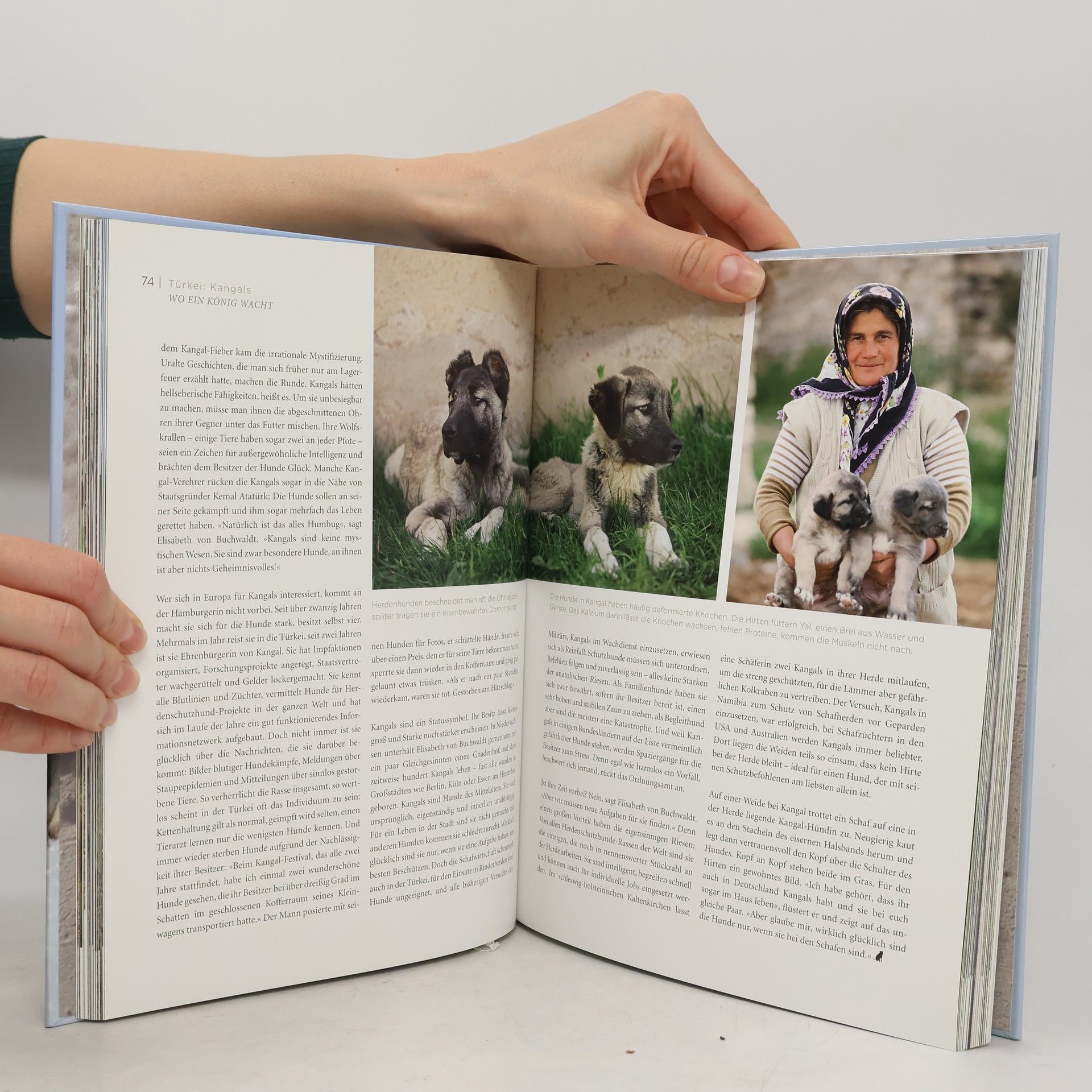 Thomas Niederste-Werbeck DOGS. Hunde der Welt