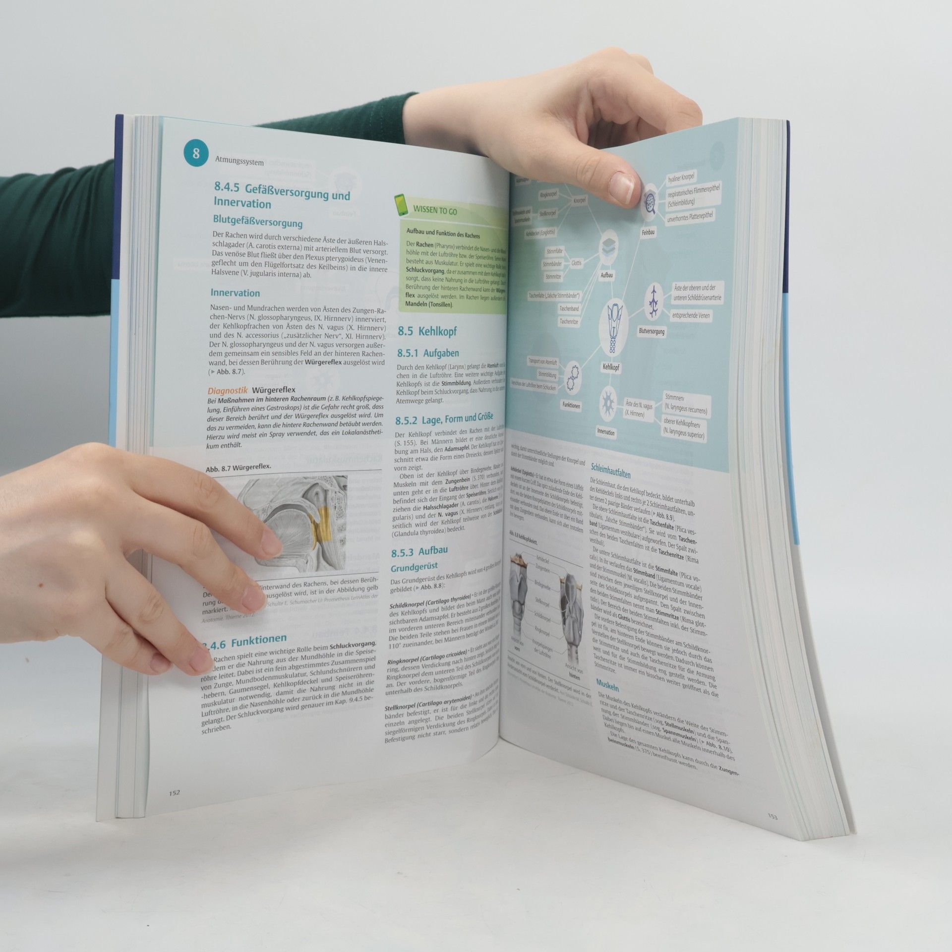 I care - Anatomie, Physiologie