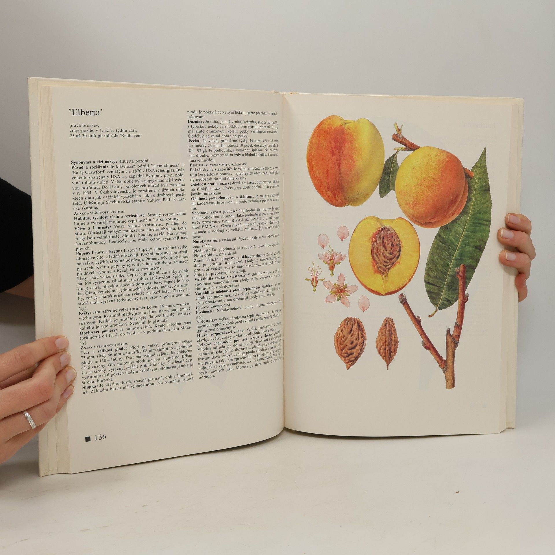 Josef Kutina Pomologický atlas. 1. díl