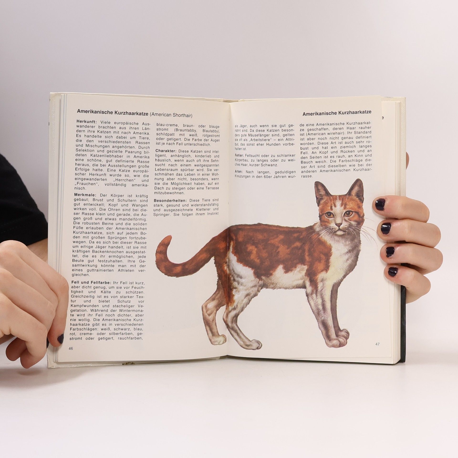 Autorenkollektiv Katzen-Lexikon