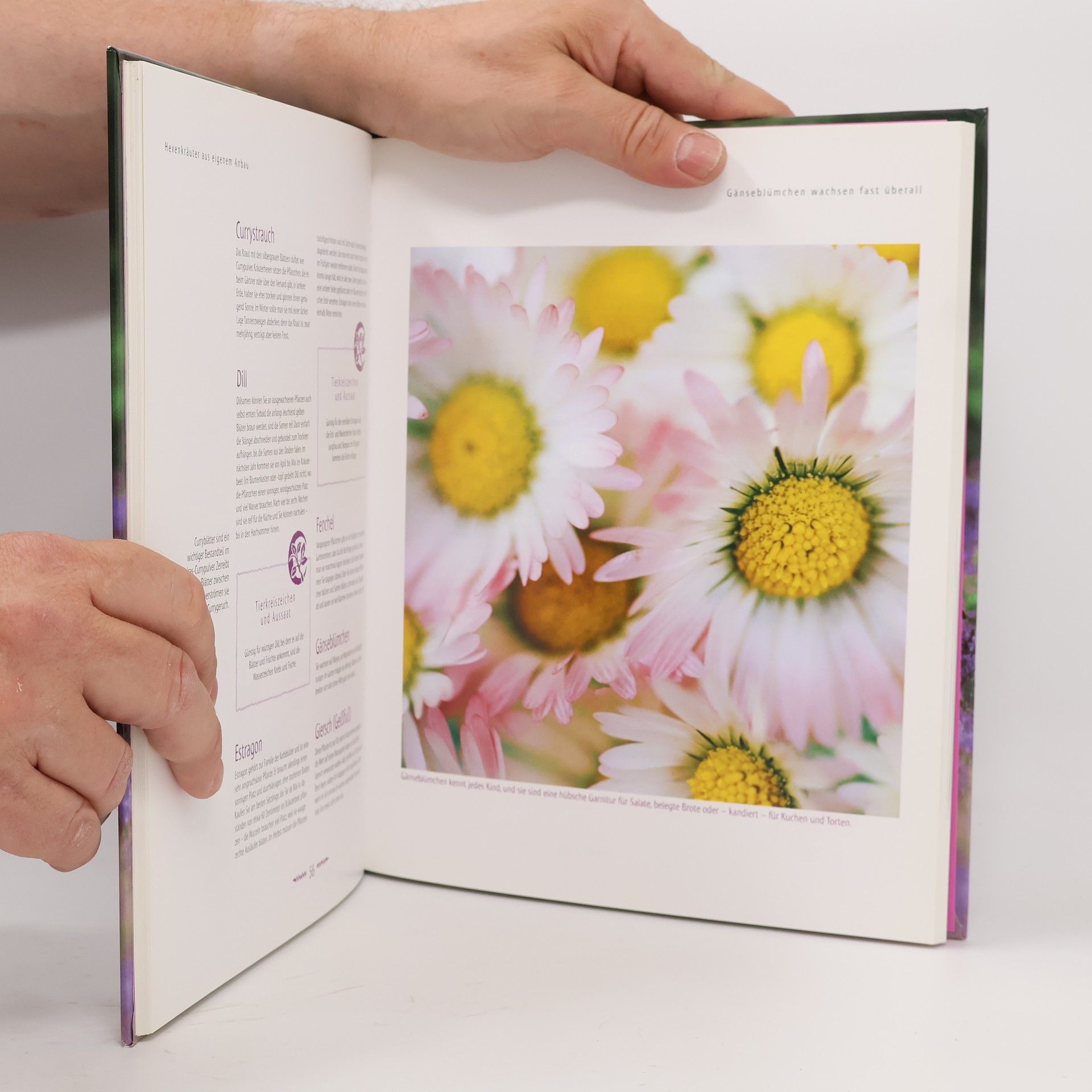 Thea Hexenkräuterbuch