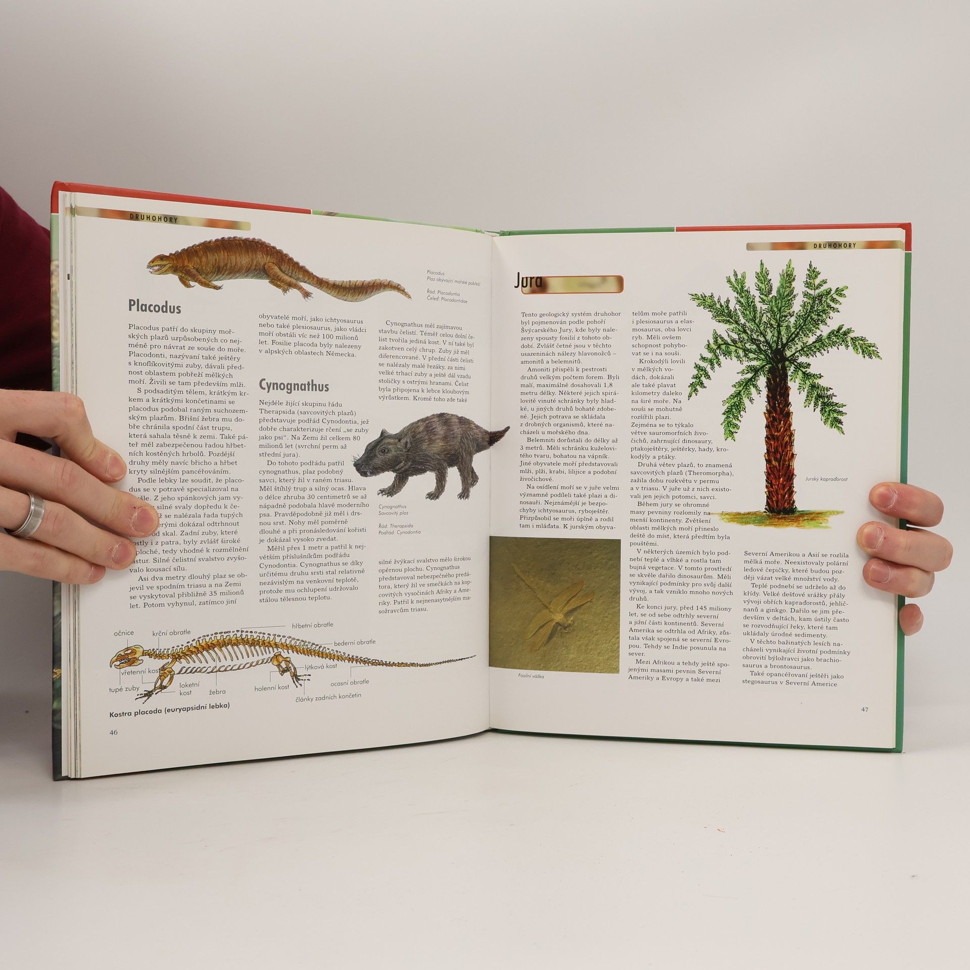 Kolektiv autorů Dinosauři