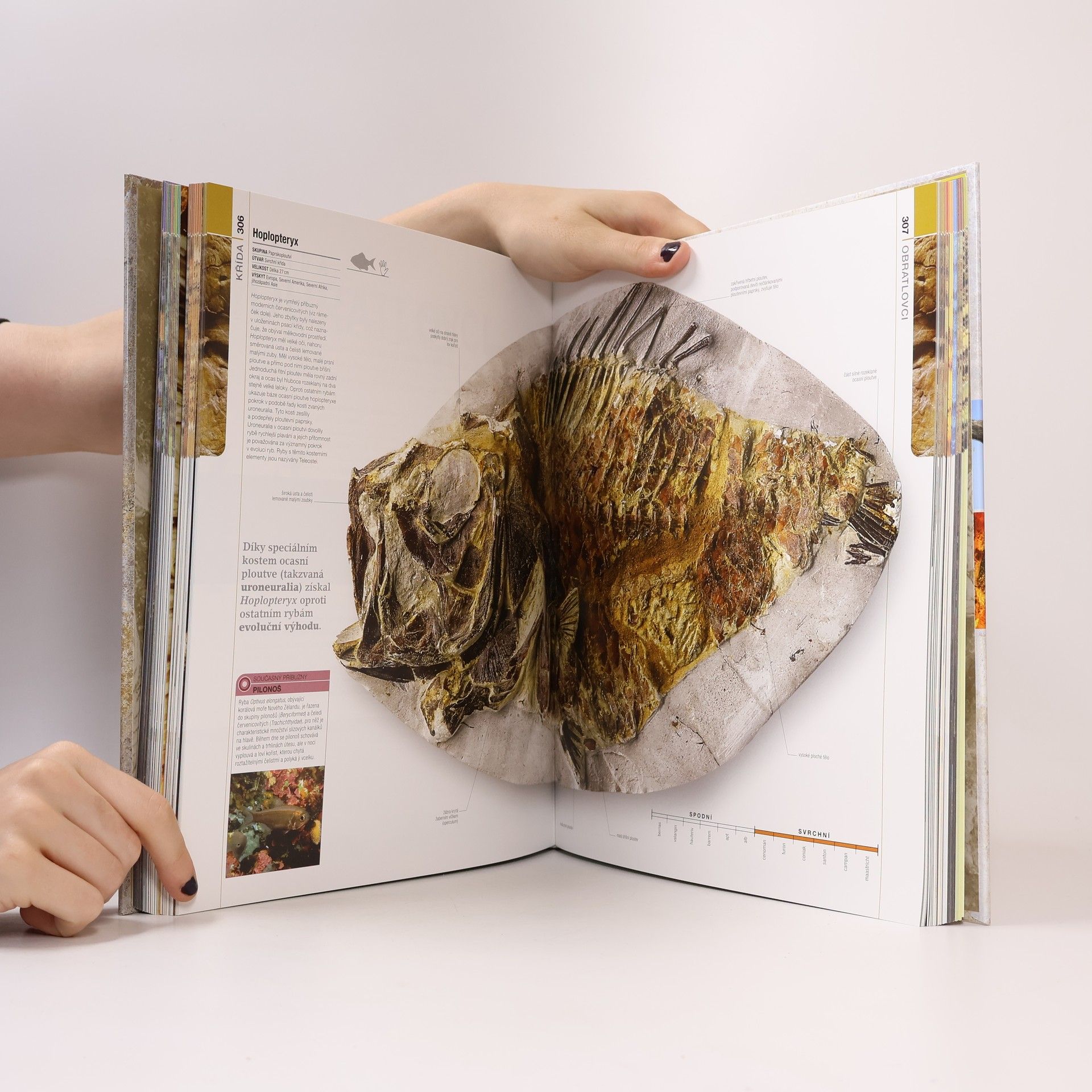 Douglas Palmer Prehistorie