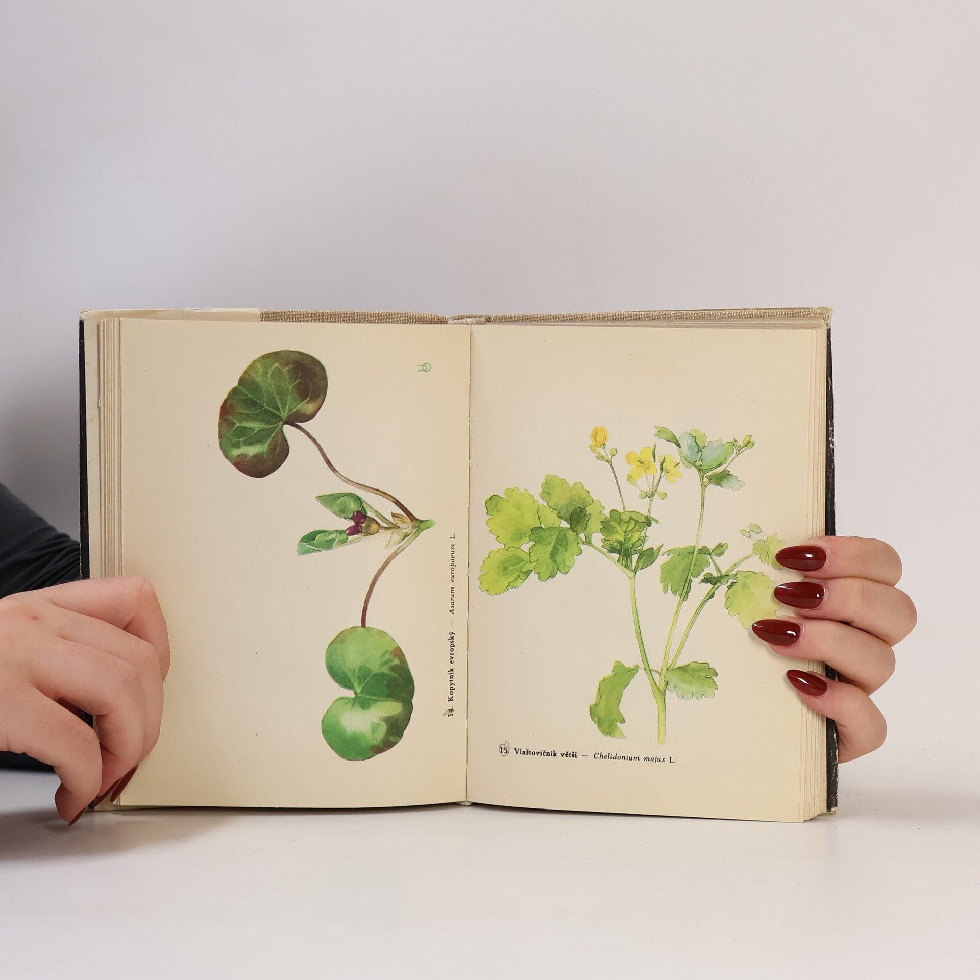 Albert Pilát Kapesní atlas rostlin