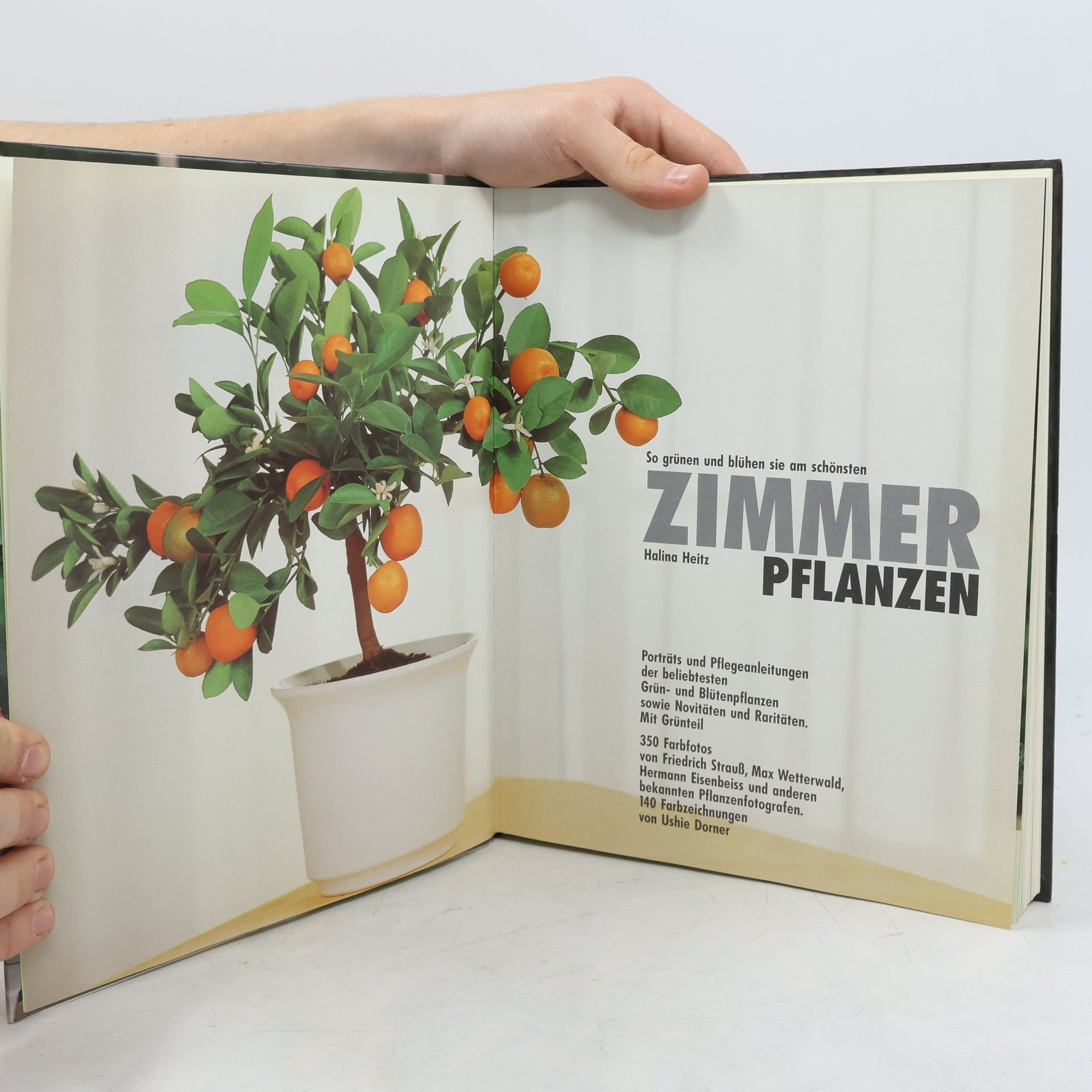Halina Heitz Zimmerpflanzen