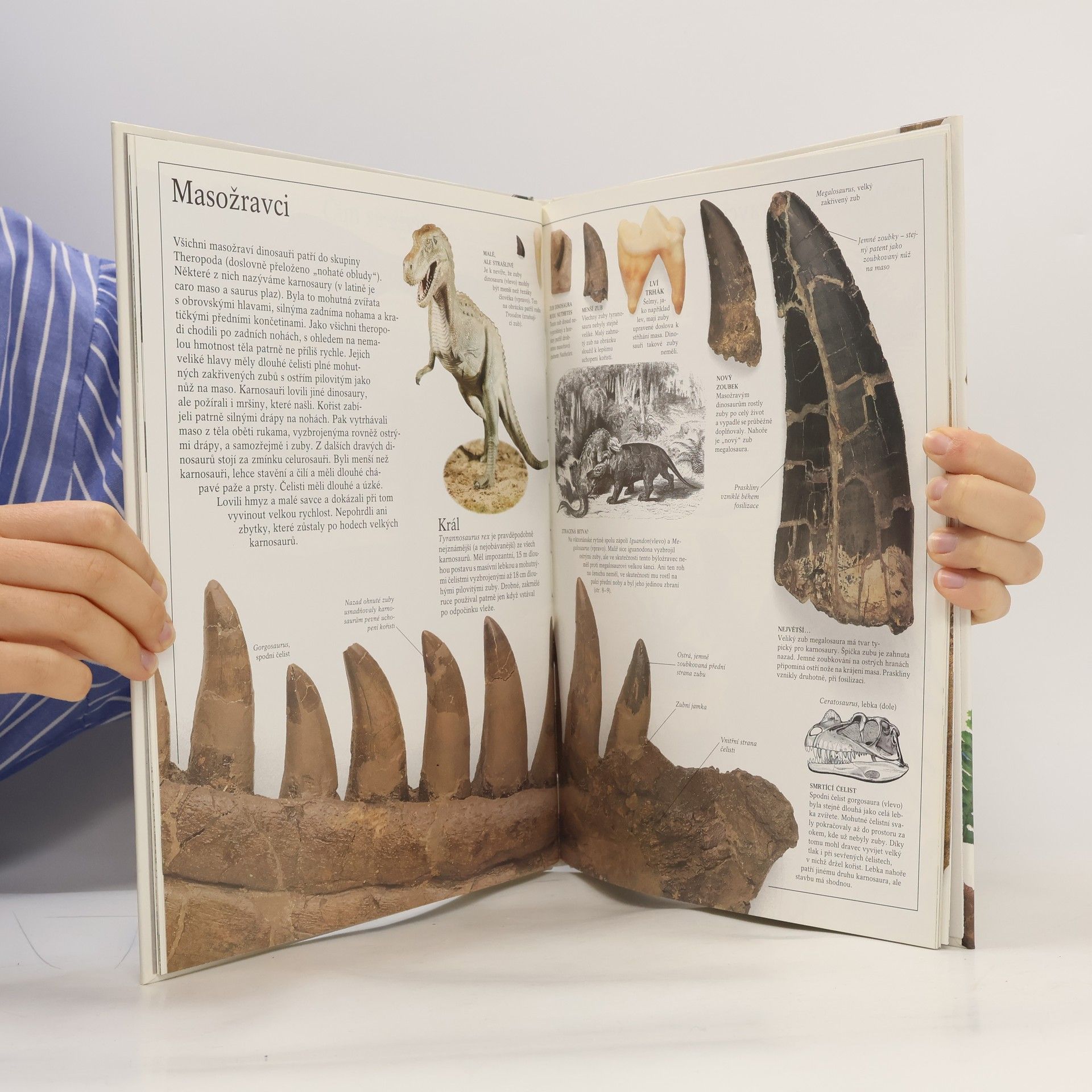 Autorenkollektiv Dinosauři