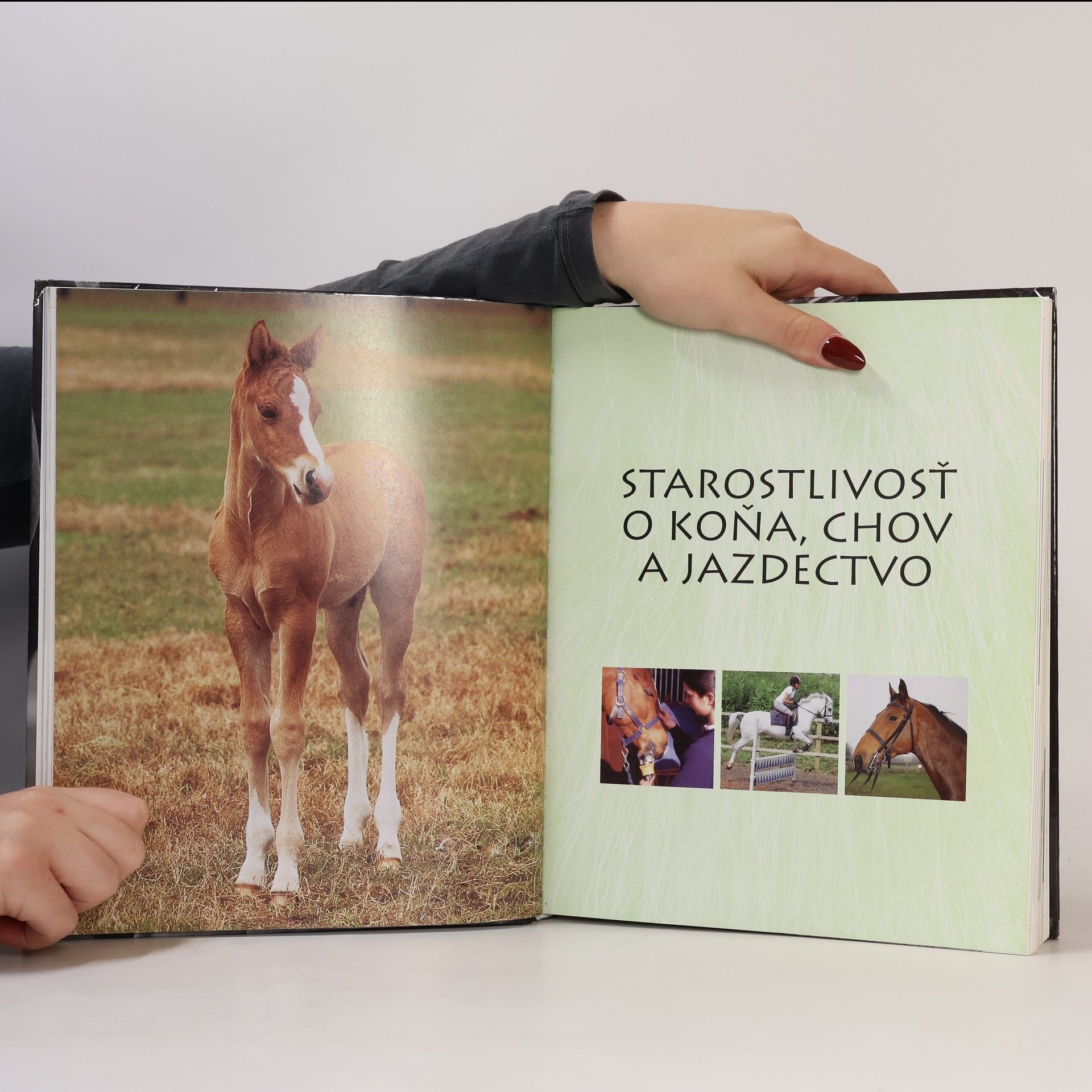 Zuzana Rakšányová Koně a poníky : Ottova encyklopédia