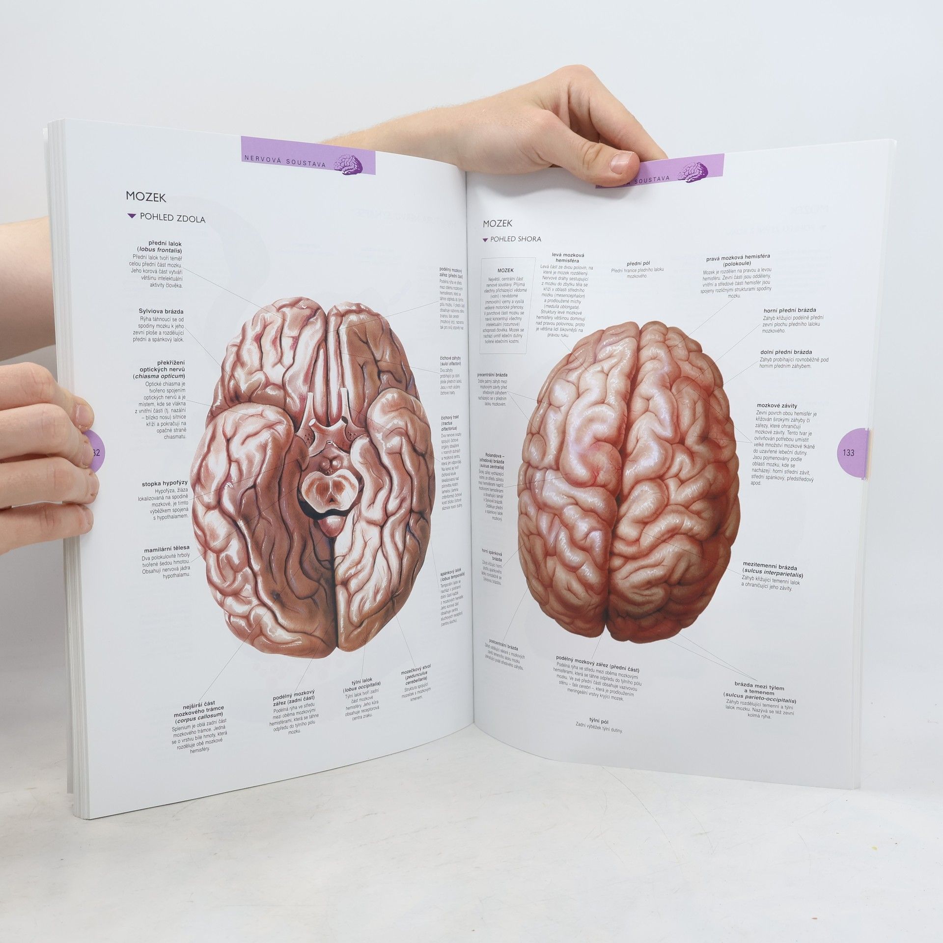 Auteurscollectief Atlas lidského těla
