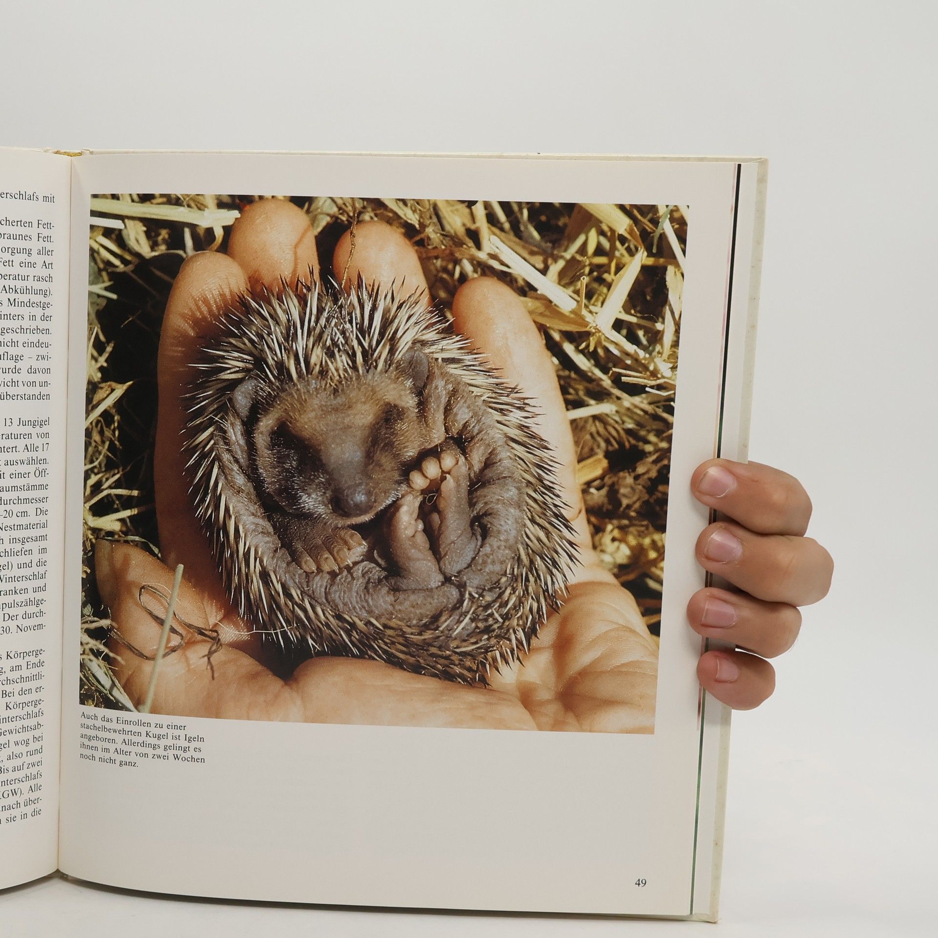 Otto Hahn Der Igel