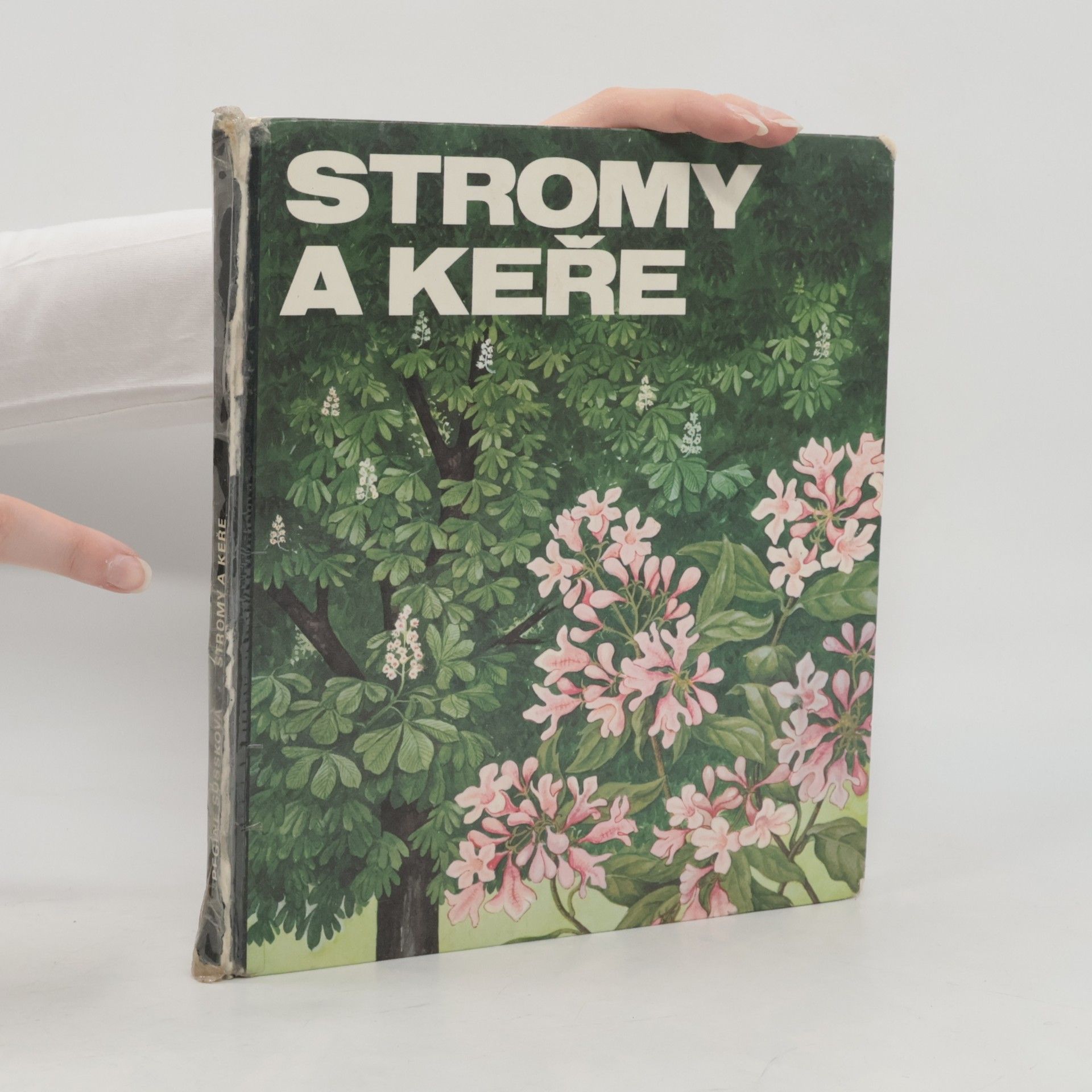 Regine Süssk Stromy a keře
