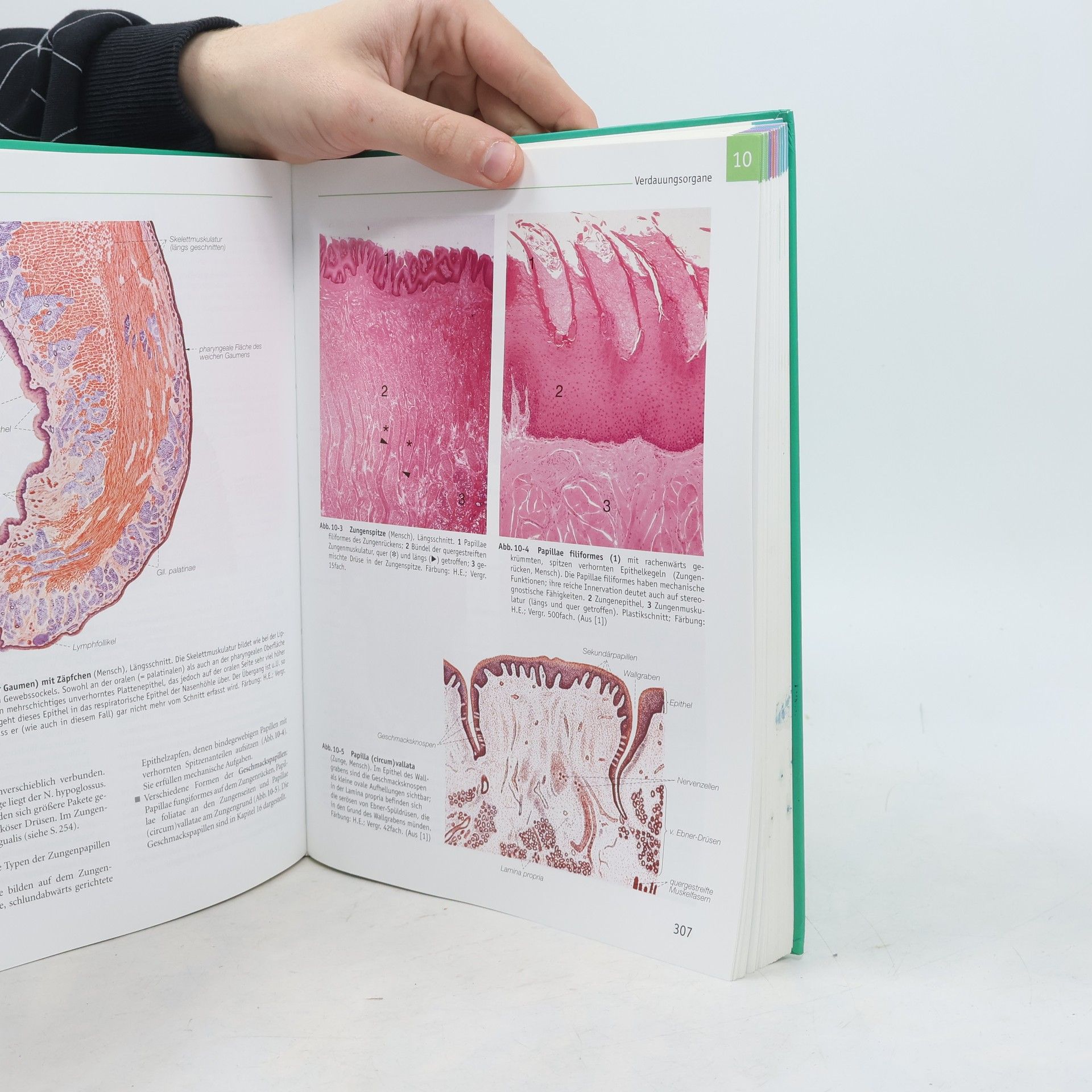 Ulrich Welsch Lehrbuch Histologie
