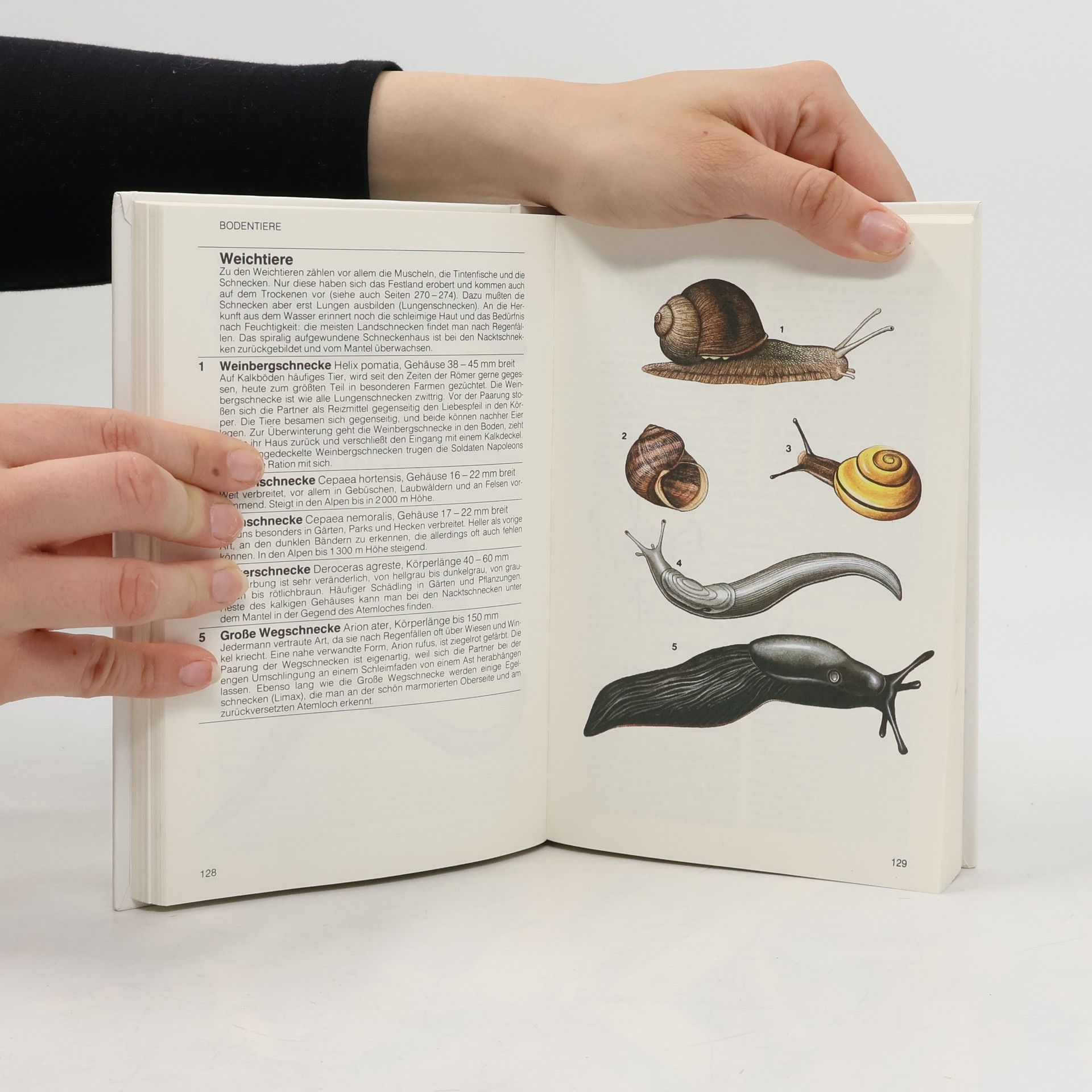 Marcus Würmli Handbuch der Natur