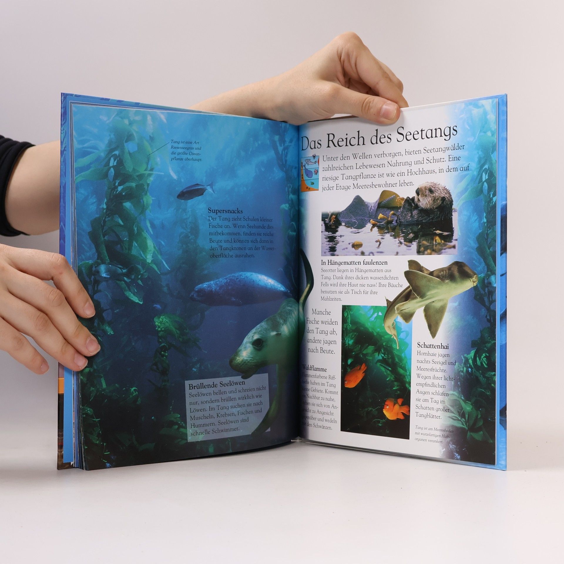Autorenkollektiv Leben im Meer. Die Welt erleben und verstehen