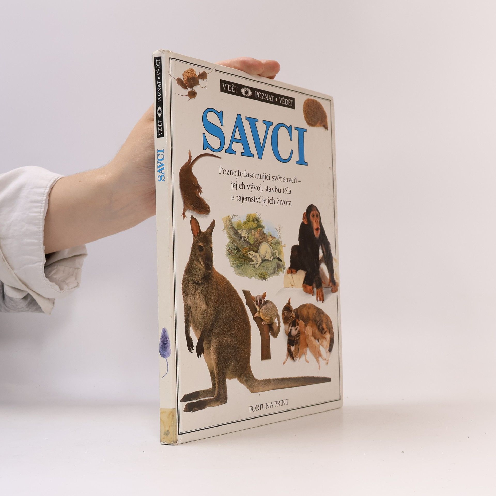 Steve Parker Savci