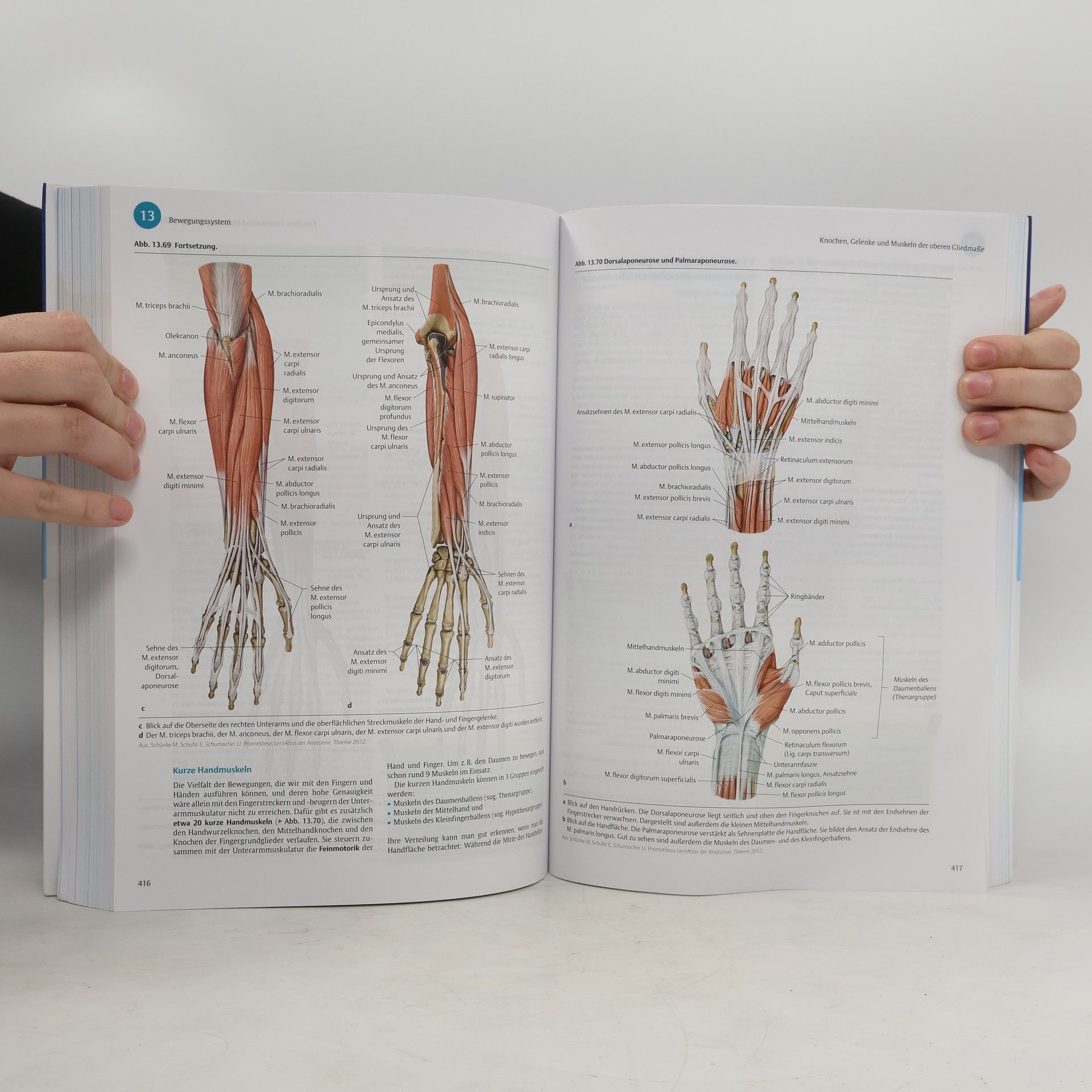I care - Anatomie, Physiologie