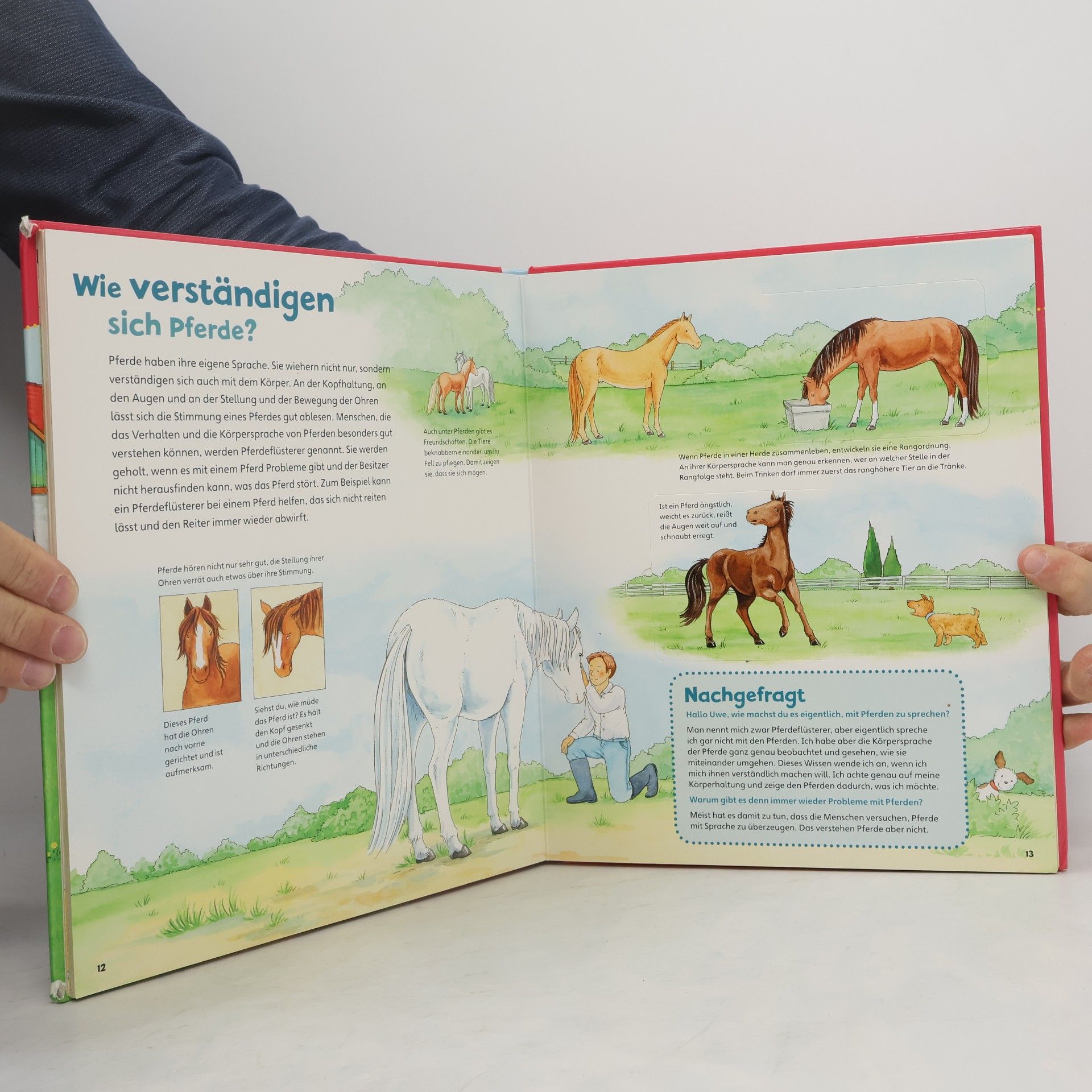 Silke Voigt Pferde und Ponys