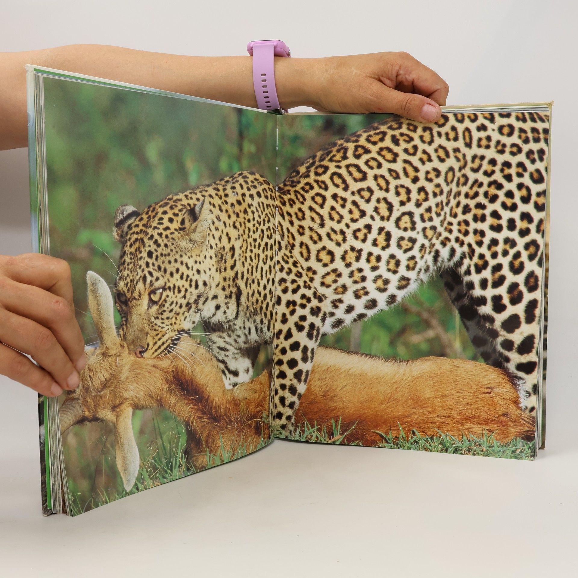 Mike Briggs Raubkatzen wild und faszinierend