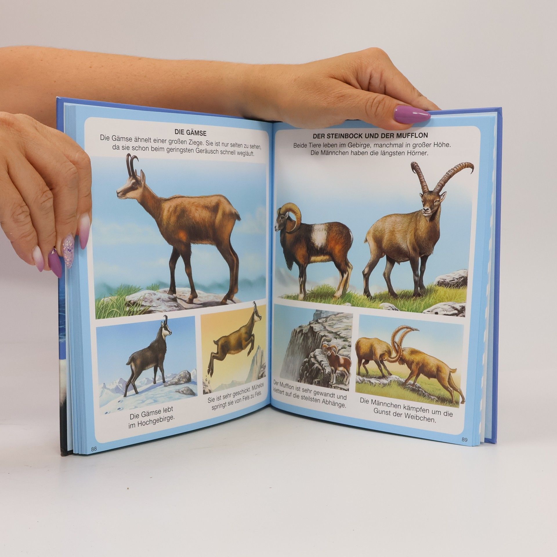 Autorenkollektiv Kinderwissen. Tiere
