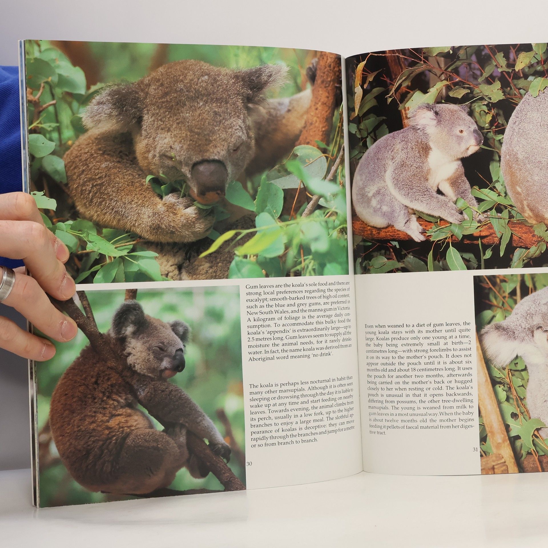 Dalys Newman Australia's Animals